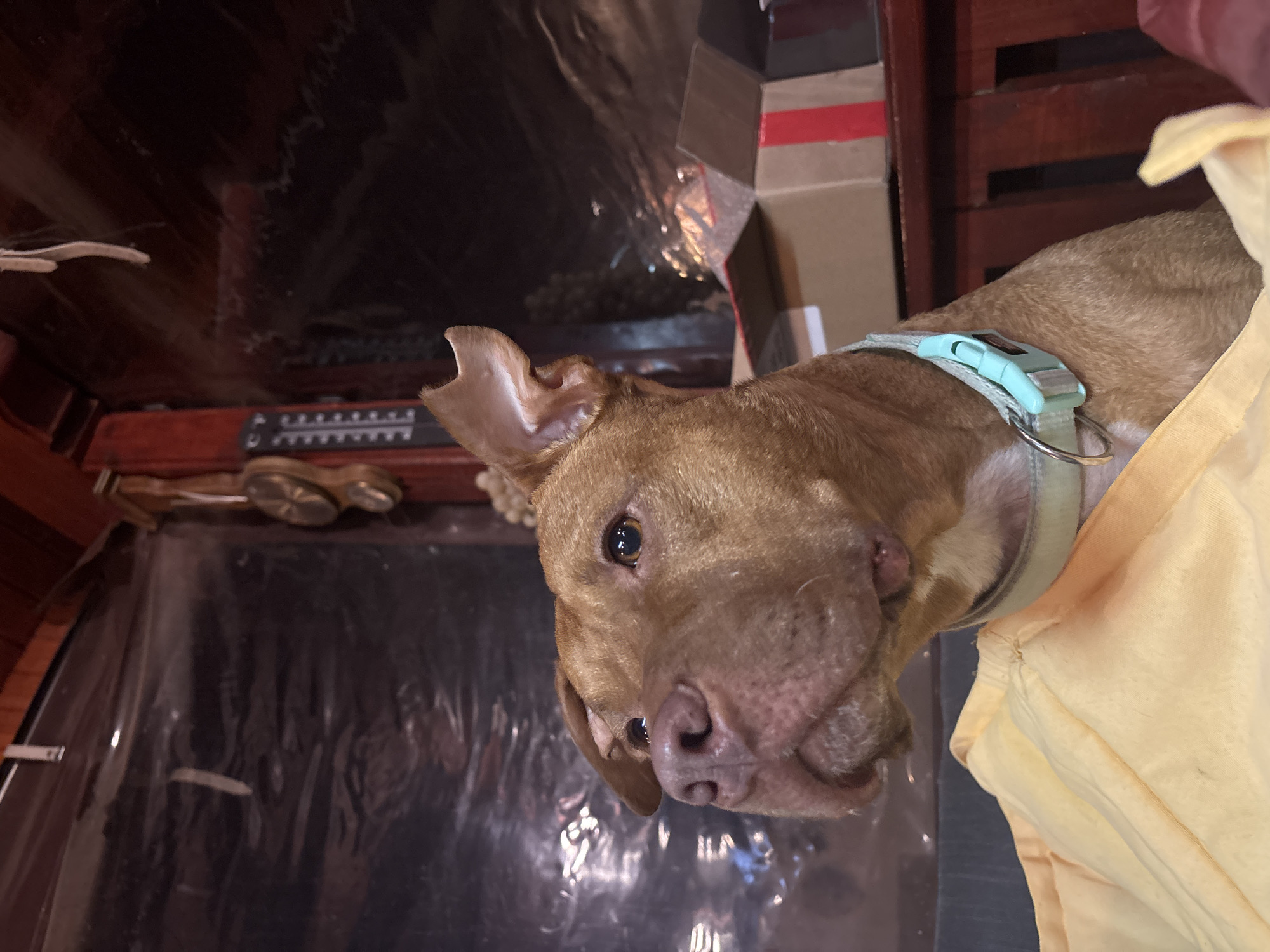 A brown pit bull mix dog with a light blue collar is looking at the camera. The dog is wearing a yellow shirt. The dog is inside a cabinet with a clear plastic lining on the shelf. There are several boxes in the background.