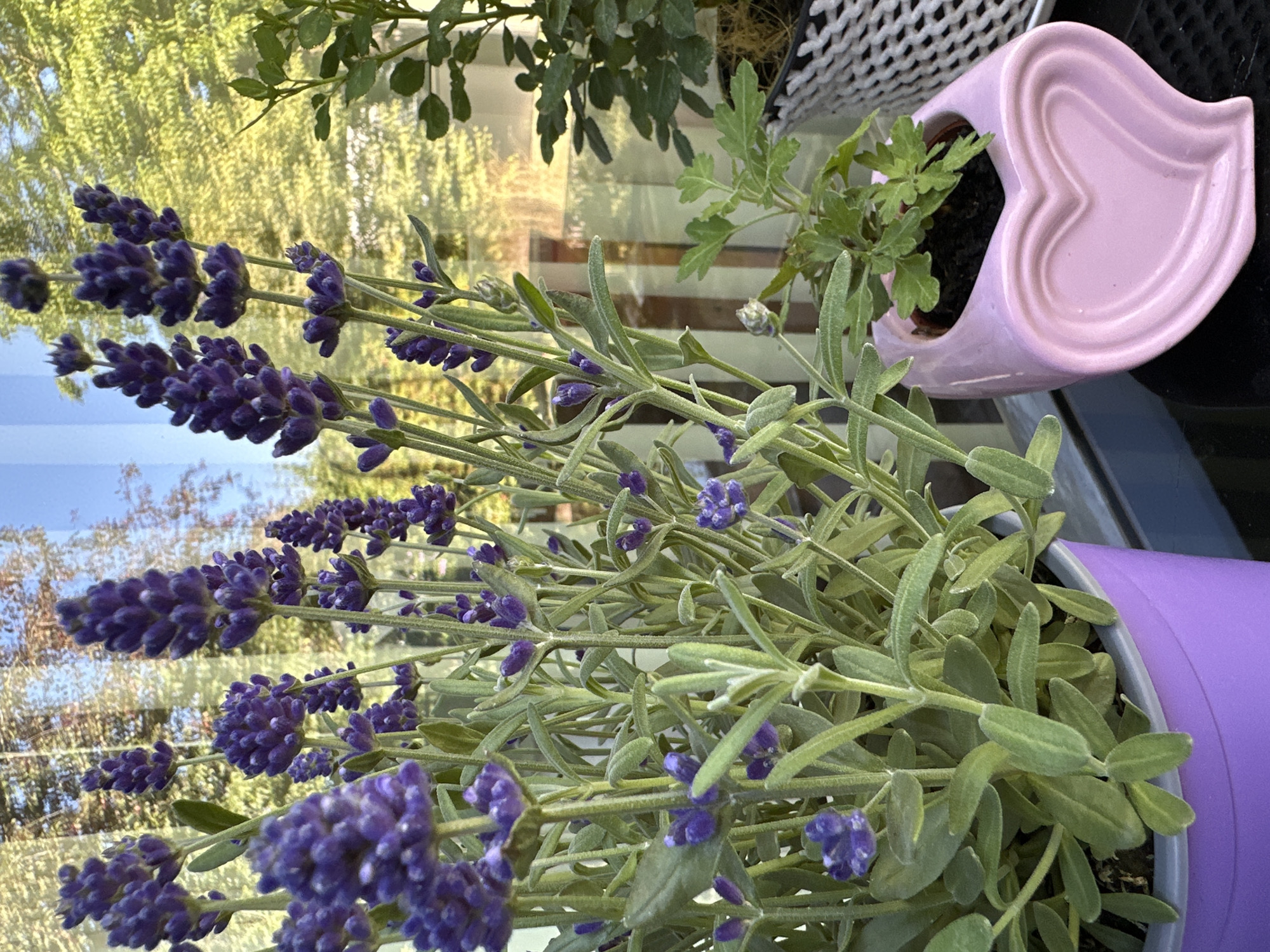 A close-up shot shows several lavender plants in a purple pot on a dark surface. To the right, a small green plant is in a pink heart-shaped pot. In the background, trees and sky are reflected in a window. The scene is set outdoors in Krefeld, Germany, on a bright, sunny day.