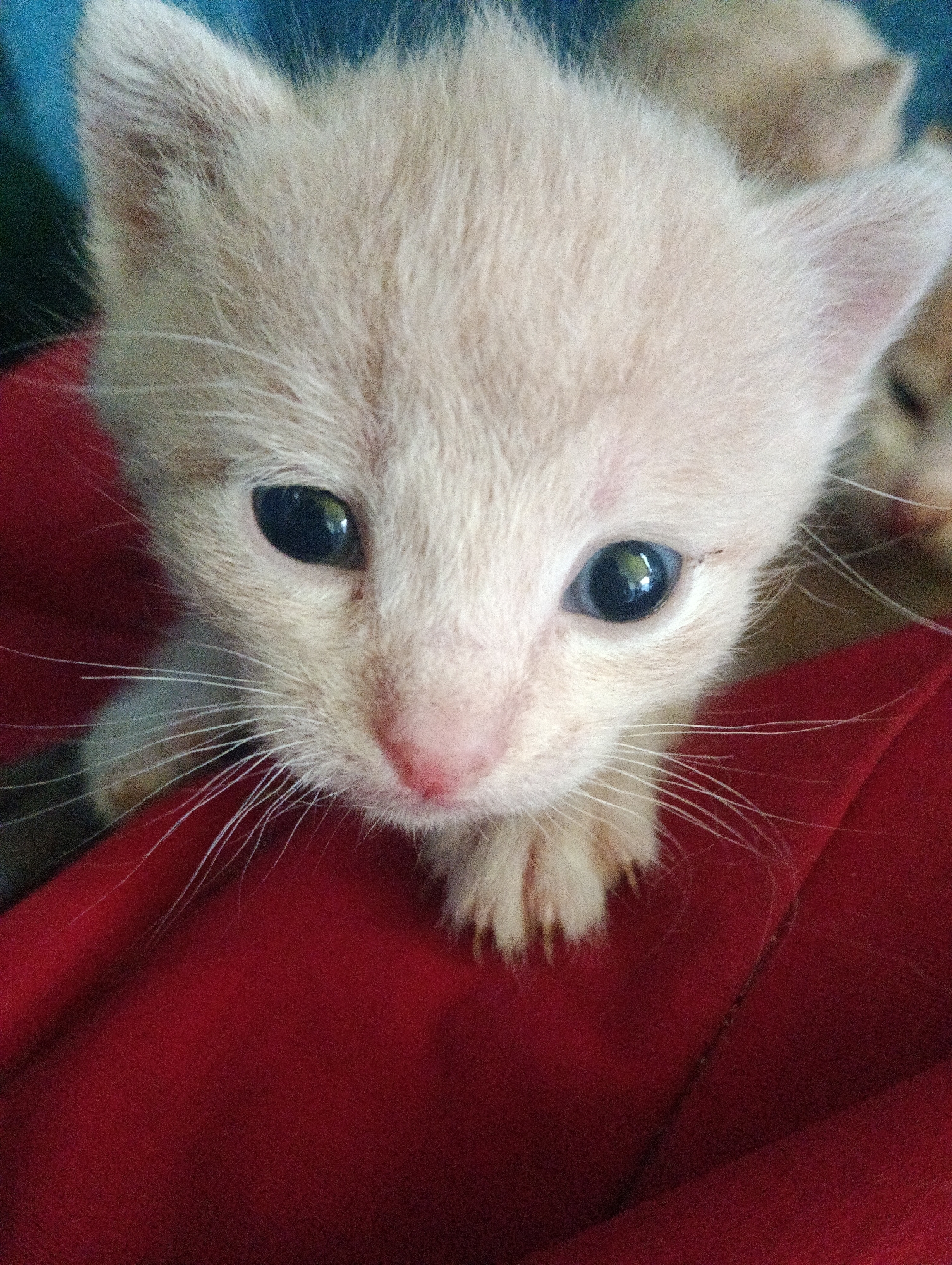 A close-up, eye-level, full-frame shot captures a very young, light-colored kitten looking directly at the camera. The kitten's fur is a soft, pale peach, and its eyes are large, dark, and reflective, with a hint of green. Its pink nose is small and slightly damp. Long, white whiskers fan out from its muzzle. The kitten is positioned on a textured, deep red surface, which appears to be fabric. The background is blurred, showing hints of other kittens or a wall with a blue and green hue. The lighting is soft, highlighting the kitten's delicate features and fluffy texture. The scene appears to be indoors, with no discernible urban or environmental features.
