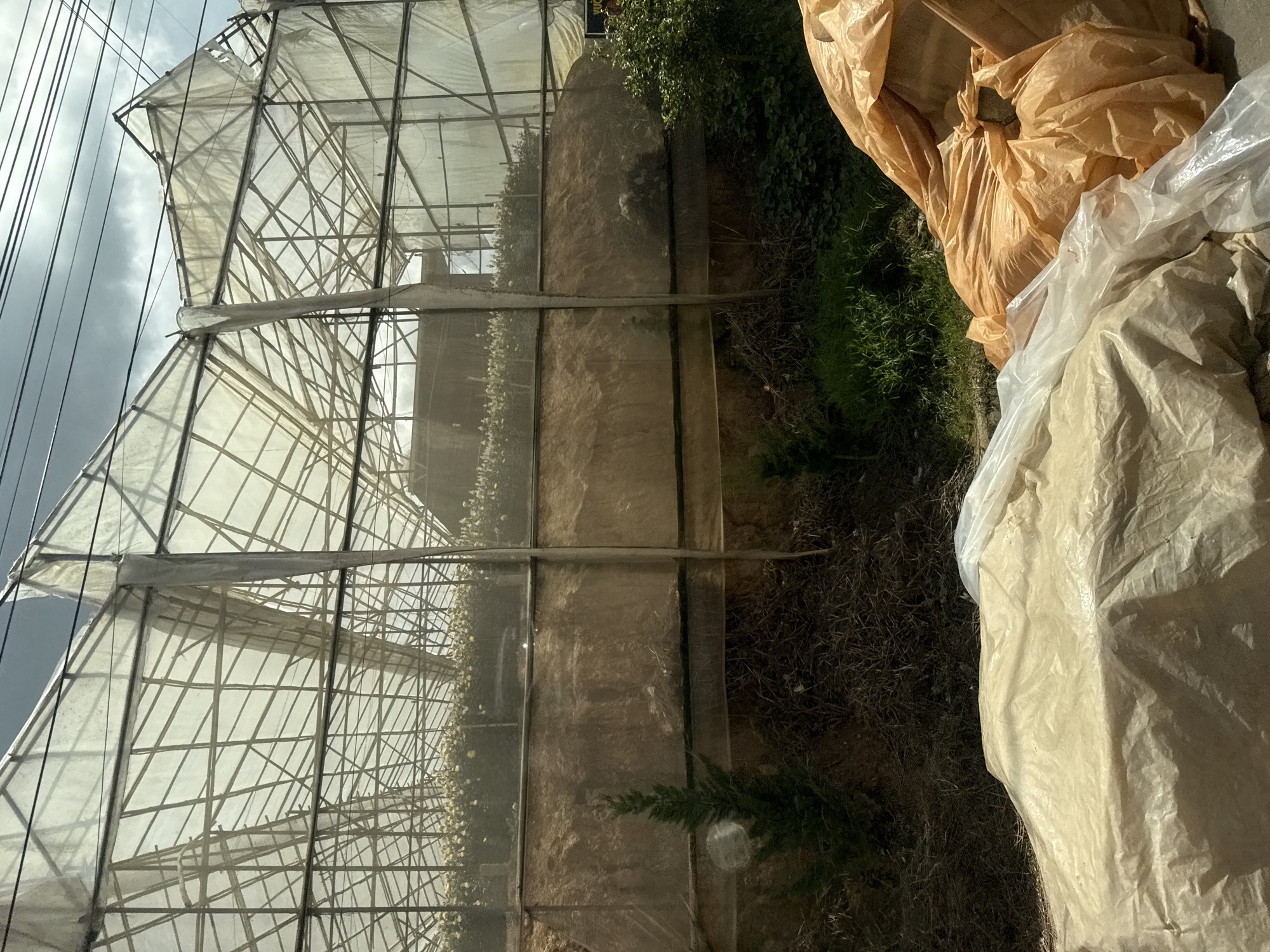 This image depicts a greenhouse structure with a translucent roof and walls supported by a metal frame. Rows of flowering plants, possibly chrysanthemums, are visible inside the greenhouse. The ground outside the greenhouse is covered with dry vegetation and some green plants. In the foreground, there are several large bags, some covered in translucent plastic and others in orange plastic sheeting, likely containing soil or fertilizer. The sky above the greenhouse is overcast with dark clouds, and power lines are visible. The scene is set in Thôn 6, Vietnam, with the greenhouse likely used for agricultural purposes. There are no people visible in the image.