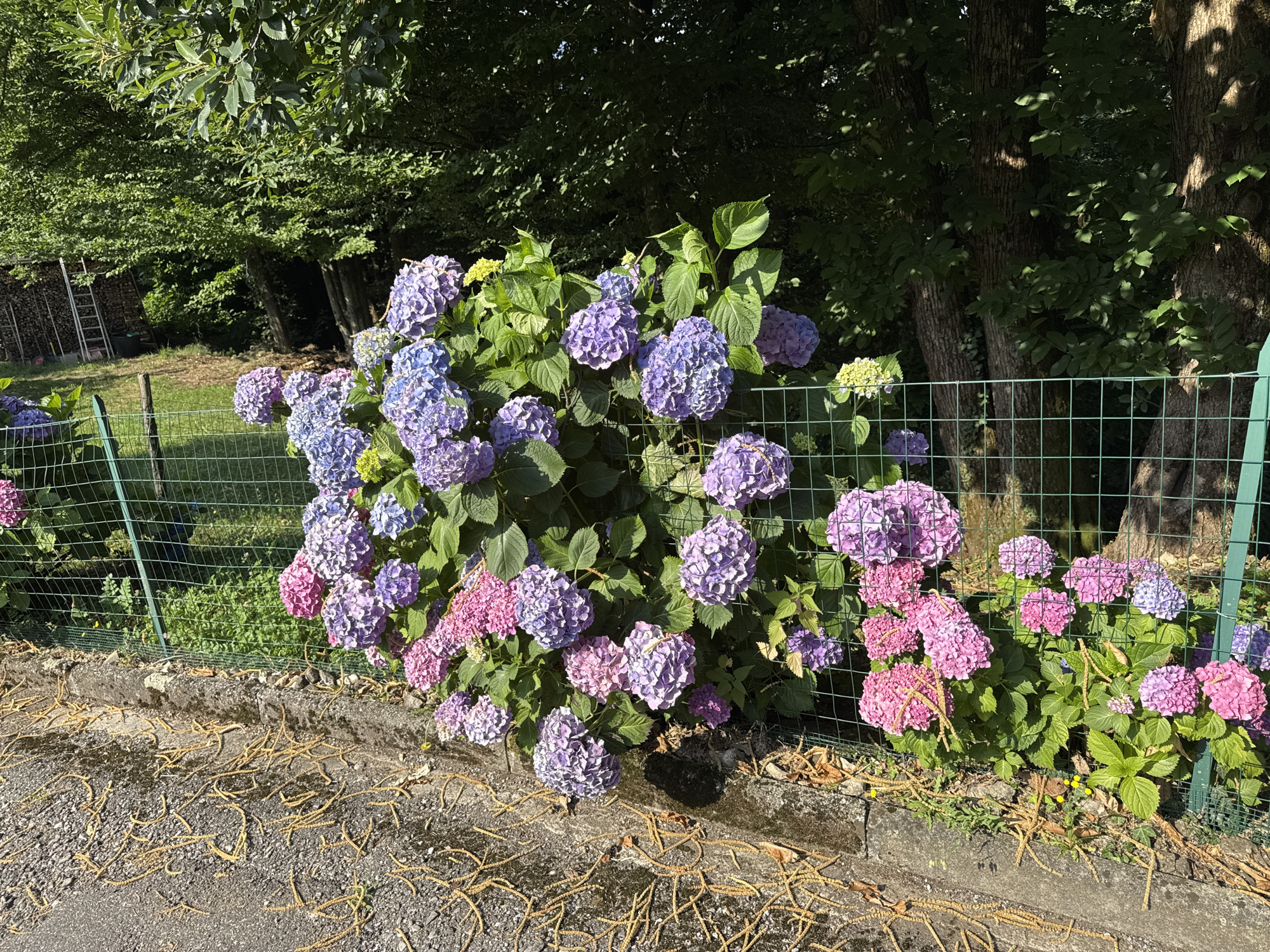 A bright, sunny outdoor scene in Cunardo, Italy. The foreground is dominated by a grey asphalt path covered in dry, yellow, stringy plant debris. A concrete curb separates the path from a strip of dry grass and dirt, where a green metal fence is situated. Behind the fence, a vibrant cluster of hydrangeas bursts with large, rounded flower heads in various shades of pink and purple, with some appearing blue. Lush green foliage surrounds the flowers. In the background, a dense forest of mature trees with dark trunks and green leaves creates a shaded canopy. To the left, a wooden structure resembling a woodshed with a ladder leaning against it is visible amongst the trees. The lighting suggests it is daytime, with dappled sunlight filtering through the trees.