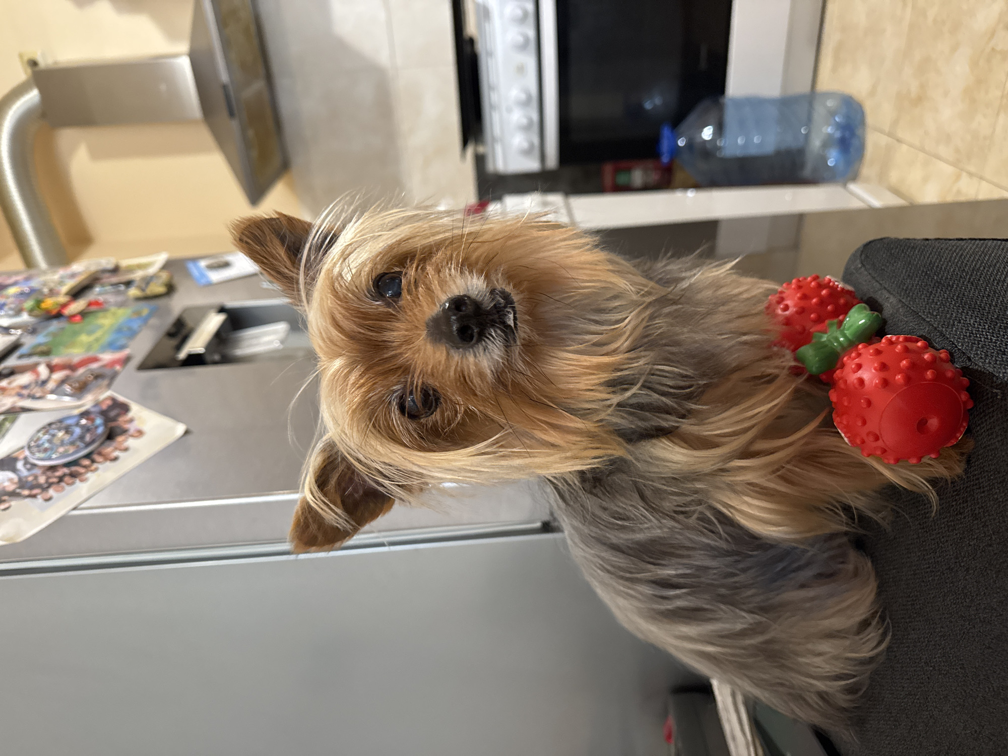 A medium shot depicts a Yorkshire Terrier in a kitchen setting. The dog, with its distinctive long, golden and grey fur, is facing the camera with its head tilted slightly. Two red, textured toys, resembling strawberries, are near the dog. The dog is sitting on a dark gray surface, potentially a couch.
The background includes a stainless steel refrigerator covered with magnets. Behind the dog and fridge, an oven and water bottle are visible. The environment suggests a domestic interior, likely a kitchen. There is no explicit information to determine if the location is in Burgas, Bulgaria.