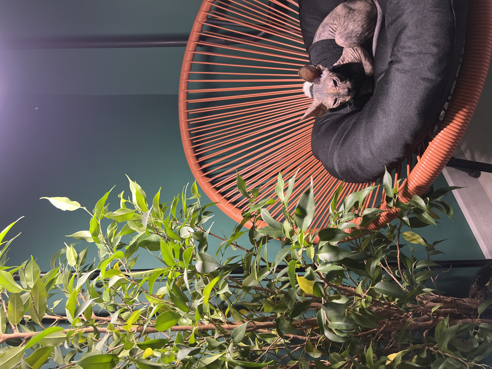 A sphynx cat, wearing a dark grey garment with a white trim at the neck, is resting in a black cushion within an orange wicker chair. Below the chair, a leafy green houseplant is visible. The background consists of a dark teal wall. The location is Kazan, Russia.