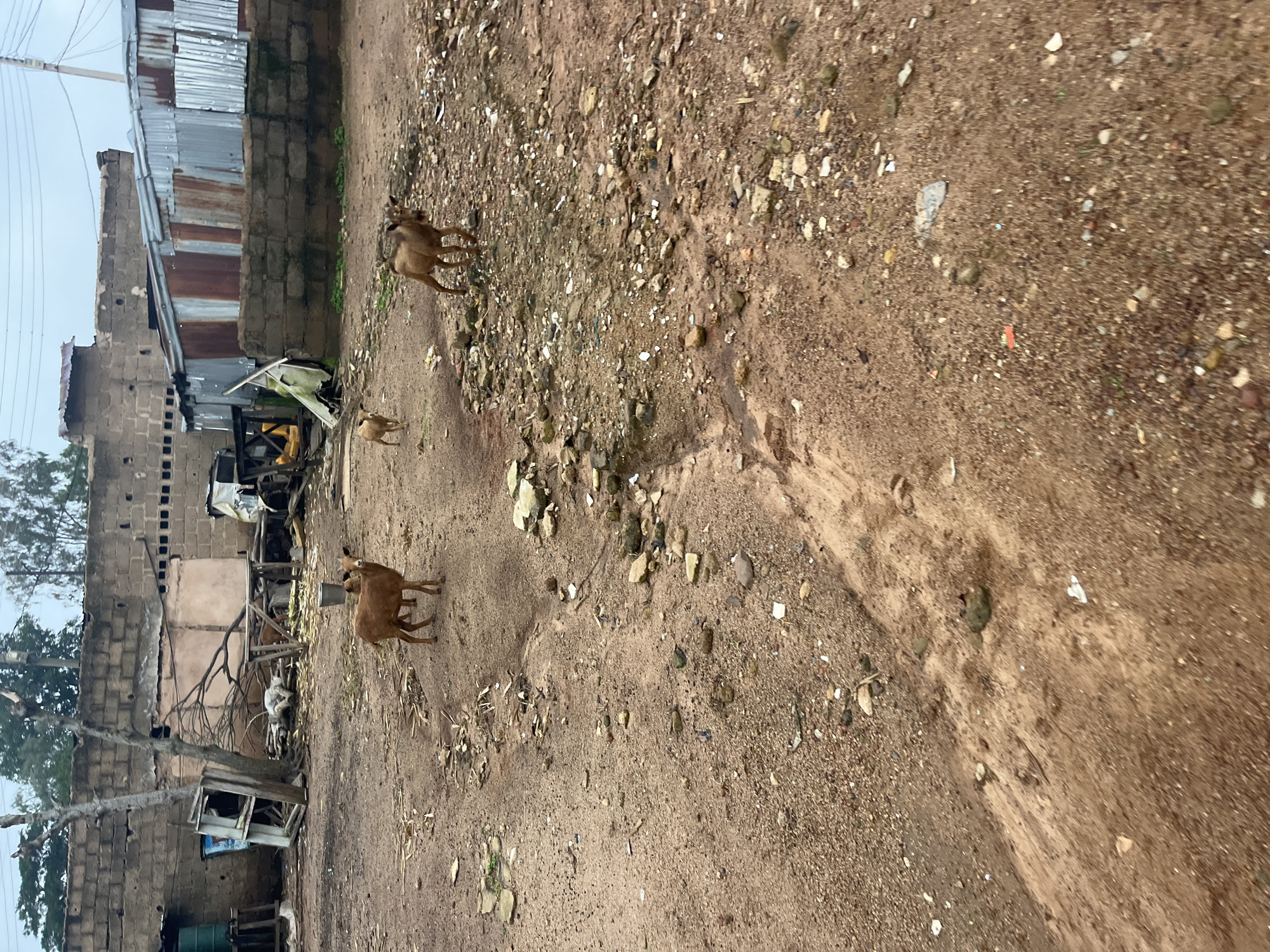 Three goats are visible in a dusty, outdoor environment. Two goats are standing in the foreground and midground, one facing the camera and the other facing to the left. A third, smaller goat is in the background, walking to the right. The ground is covered in dirt, pebbles, and scattered debris, including what appears to be refuse. In the background, there are various structures, including a brick building, a corrugated metal structure, and some wooden supports. A dry, bare tree trunk stands prominently to the left of the frame. The sky is overcast. The scene appears to be in a somewhat neglected urban or peri-urban area, consistent with parts of the city of Jos, Nigeria, known for its rocky terrain and mix of development and open spaces.