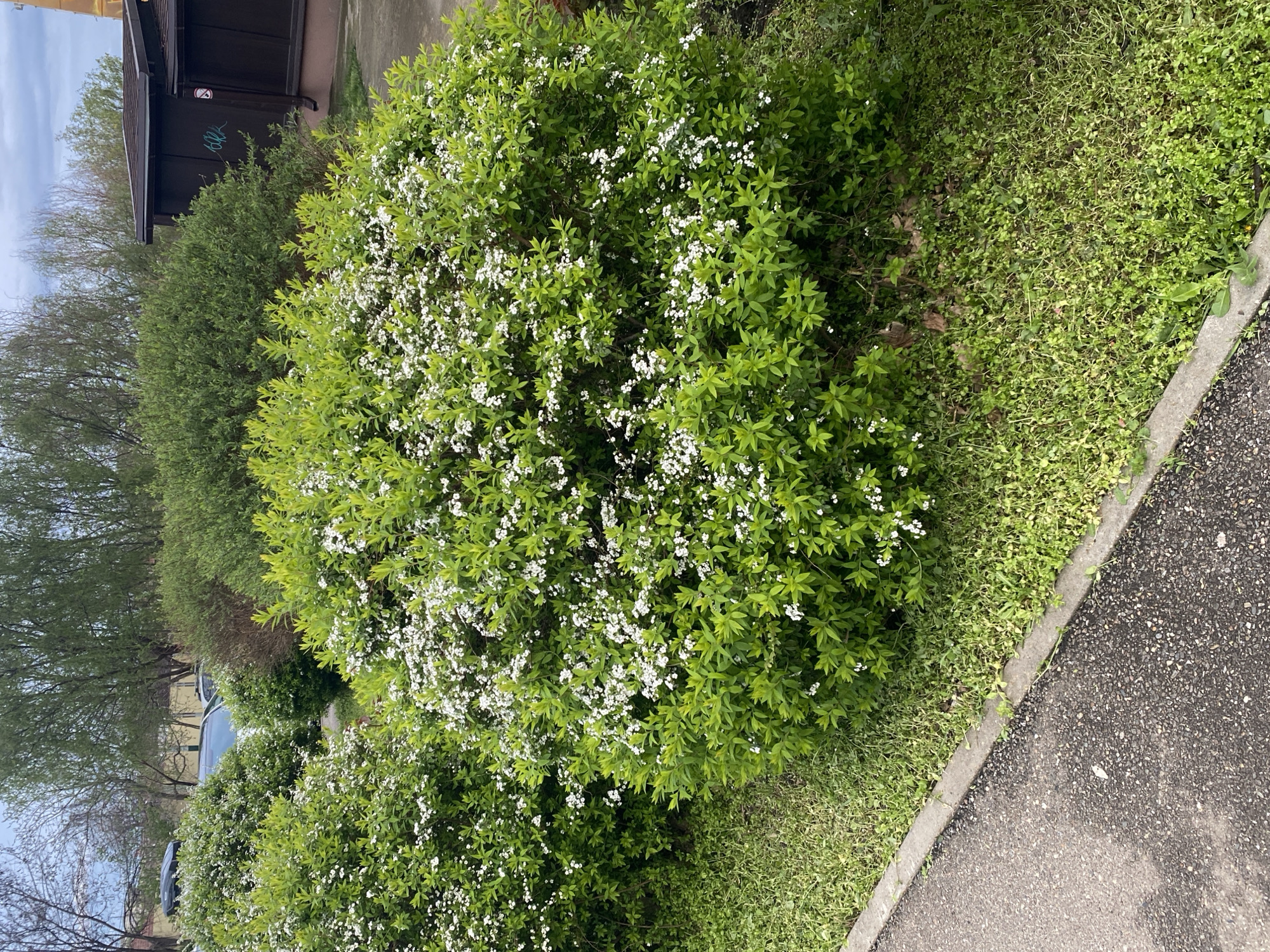 The image shows a garden or park setting, likely in the city of Unknown, Unknown. A large, flowering bush with green leaves and numerous small white flowers dominates the foreground. Adjacent to the bush is an area covered in a lower-growing green groundcover. A gray sidewalk or paved path runs along the right side of the frame. Behind the flowering bush, there are other trees and bushes with denser green foliage, forming a background of greenery. A building with dark cladding is visible behind the trees and bushes. The sky is overcast with light gray clouds.