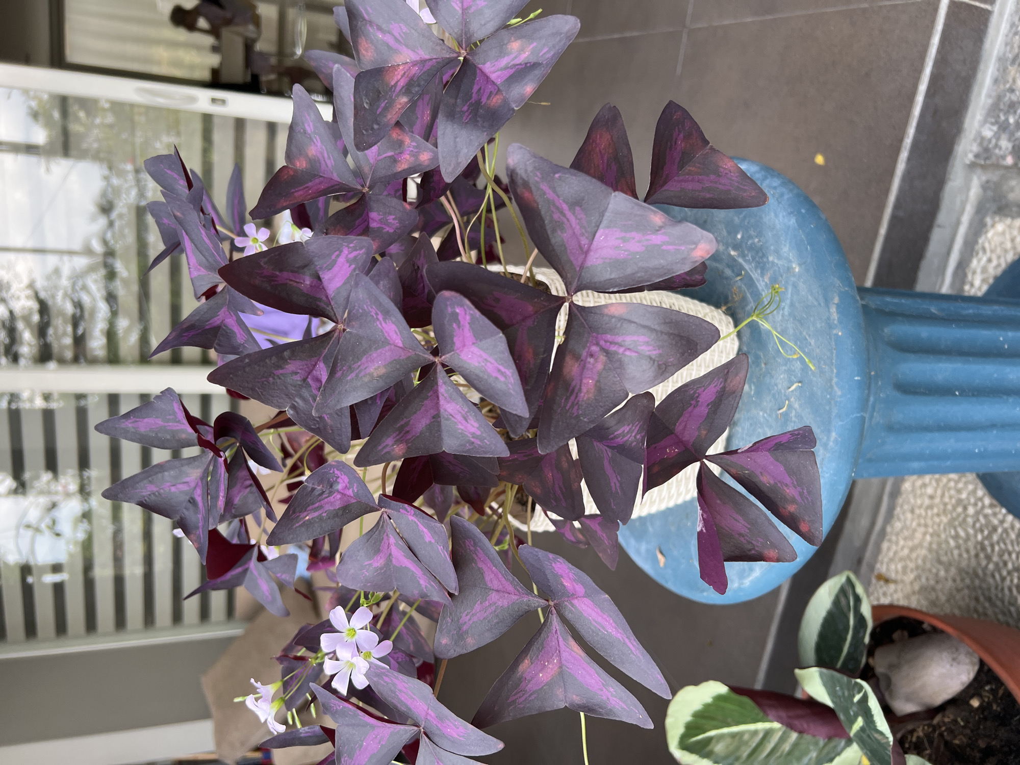 A low-angle, full shot captures a potted plant with deep purple, triangular leaves, resembling butterfly wings, featuring vibrant pink markings. The plant, which appears to be an Oxalis triangularis, is situated in a white woven pot atop a bright blue, fluted pedestal. The background consists of a blurred interior space with horizontal blinds and a glimpse of a sofa, suggesting an indoor or semi-outdoor setting, possibly a patio or veranda, in Ngaglik, Indonesia. To the left, another potted plant with green and white striped leaves is visible. The lighting is natural, casting soft shadows and highlighting the rich colors of the plant.