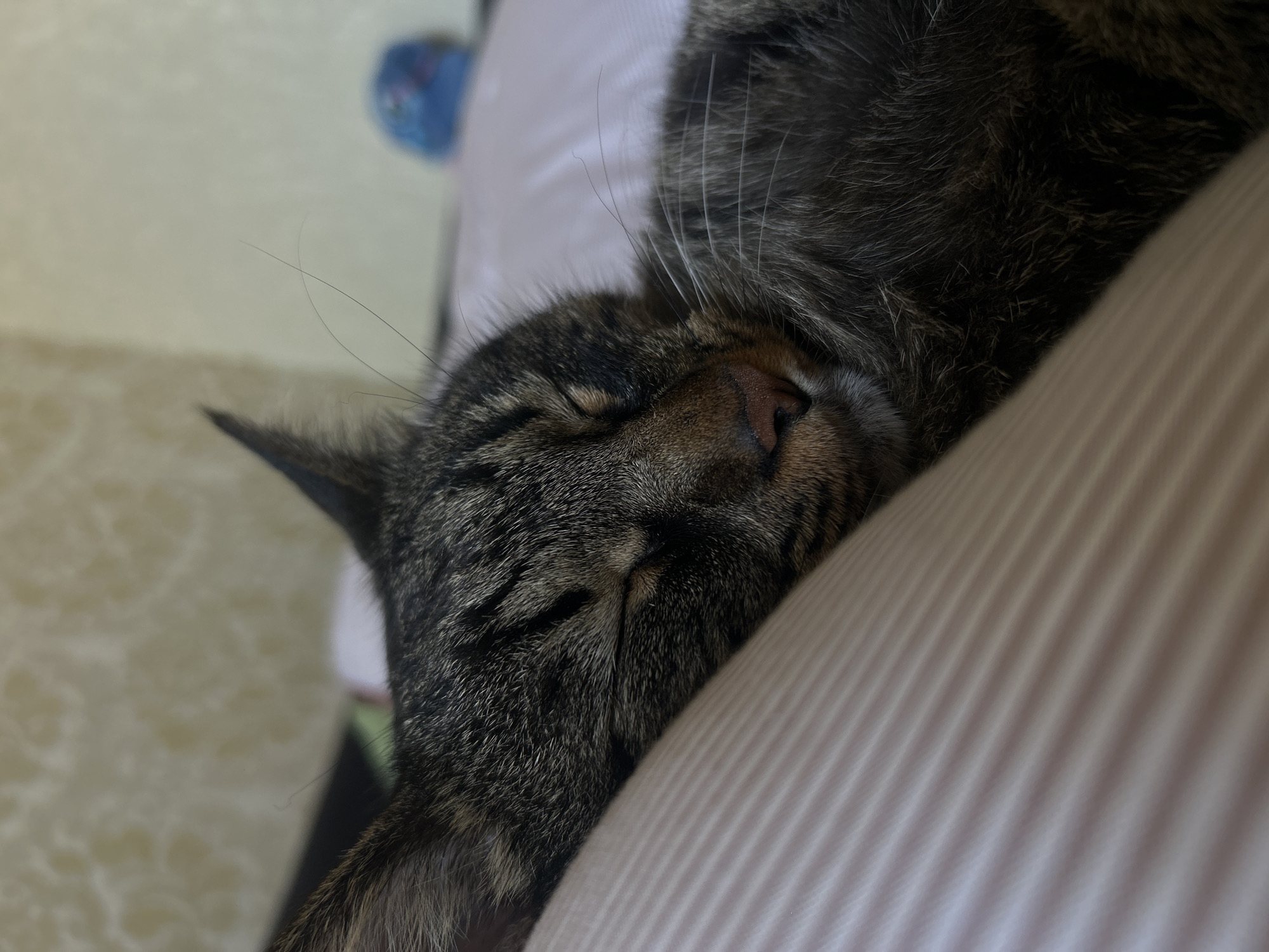 A tabby cat is sleeping on its side on a bed. The cat's face is in profile and is the primary focus of the image. The cat has closed eyes, a pink nose, and visible whiskers. It is lying on a striped pillow, with its body extending out of frame to the right. The background shows a patterned wallpaper and a blurry blue object, suggesting an indoor setting likely within a residential area. The image is a close-up shot, taken from a slightly elevated angle. There is no indication of the specific location within Khyrdalan, Azerbaijan, other than the general context of an urban residential environment.