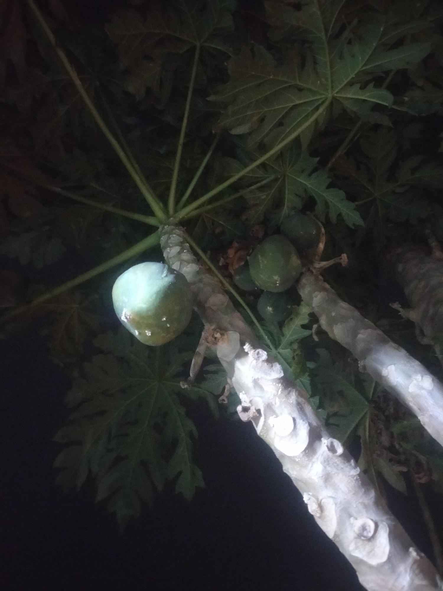 In Pagerbarang, Indonesia, a close-up, low-angle shot captures an unripe papaya fruit hanging from a tree branch. The fruit, a light green hue, is suspended against a backdrop of dark, out-of-focus leaves and the night sky. The trunk of the papaya tree, visible in the foreground and mid-ground, is rough and textured with prominent nodes where leaves once grew. Several smaller, unripe papayas are also visible further up the tree, clustered near the main trunk. The lighting suggests the image was taken at night, possibly with artificial light illuminating the fruit and trunk.