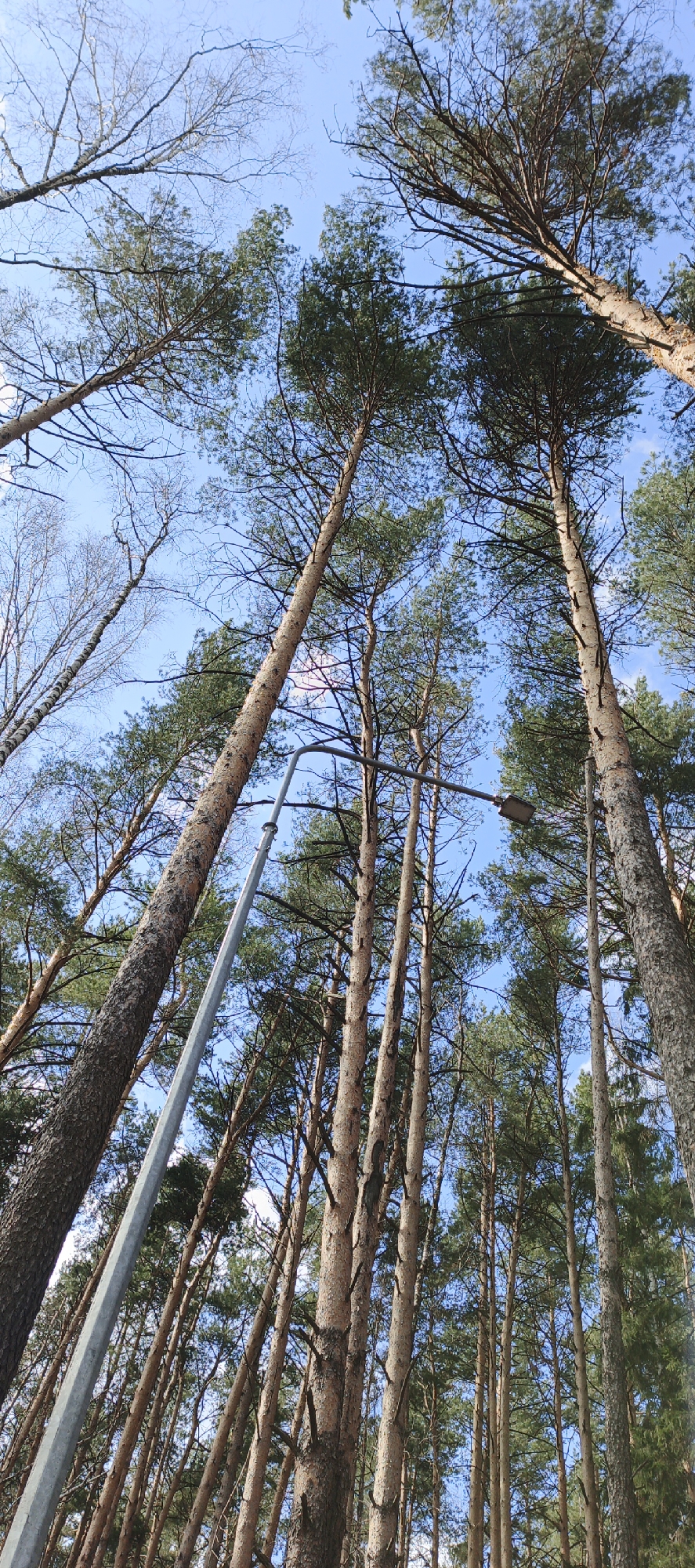 The image presents an upward perspective into a dense forest canopy in Chaikovsky, Russia, under a bright blue sky. The scene is dominated by numerous tall trees, primarily pine trees with their rough, textured, light brown and grey bark, and green needle-like foliage. Their straight, imposing trunks ascend towards the top of the frame, creating a sense of height and natural grandeur. A few deciduous trees, possibly birches, are also visible, characterized by their lighter, smoother trunks and bare, intricate branches, particularly towards the left side of the composition.
A prominent man-made object, a tall, metallic grey street light pole, extends diagonally from the lower left, bending sharply at its upper section to stretch horizontally across the upper middle, culminating in a rectangular light fixture. This modern street light suggests the wooded area may be a park, a walking path, or a developed edge of a forest.
The time of day is clearly daylight, likely morning or early afternoon, given the bright, evenly lit sky with minimal, wispy white clouds, indicating fair weather. The overall atmosphere conveys a blend of natural tranquility and urban utility. No individuals are present, and no text is visible in the image.