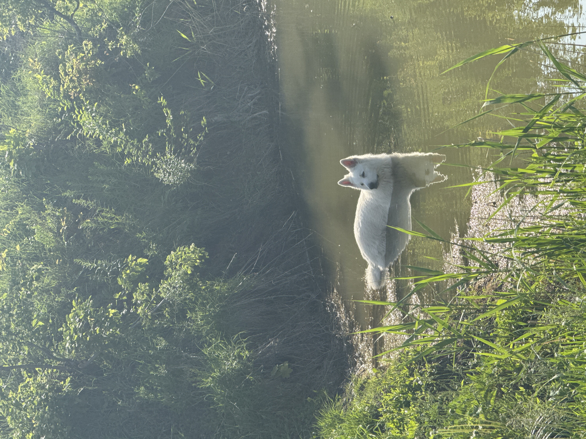 A white dog is standing in a body of water. The dog appears to be facing the viewer. The dog's reflection is visible in the water. The body of water is surrounded by vegetation, including grasses and trees. The location is Khvalynsk, Russia.