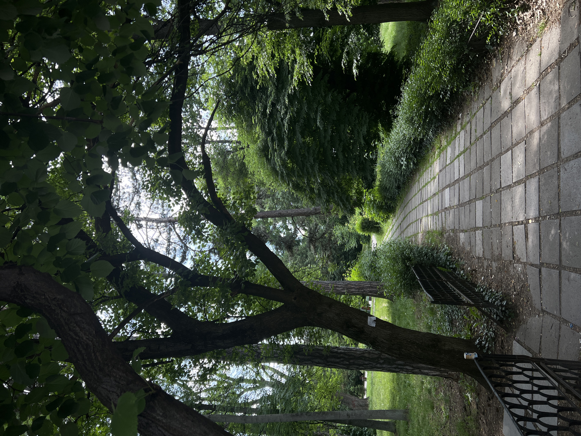 The image depicts a paved pathway winding through a park-like setting in Sofia, Bulgaria. Large, mature trees with lush green foliage dominate the scene, casting dappled shadows on the path. The pathway is constructed of large, square grey concrete tiles laid out in a grid pattern.
On the left side of the path, a dark, ornate metal fence runs along the edge, bordering a grassy area with scattered trees. A large tree trunk with textured bark is prominently featured on the left, its branches extending overhead and contributing to the shaded atmosphere. A small, white notice is affixed to the trunk of this tree.
To the right of the path, dense green shrubs and bushes form a natural border, leading further into the park. In the background, more trees and vegetation create a sense of depth and a natural, undisturbed environment. The sky is visible through the canopy of leaves, suggesting it is daytime with bright, diffused light. The overall impression is one of a tranquil, green public space.