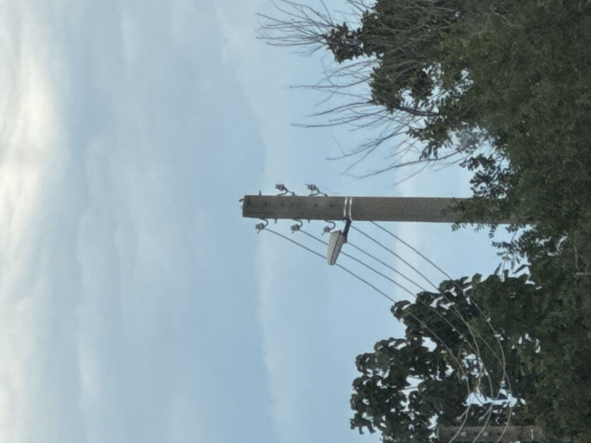 In Gelemenovo, Bulgaria, a concrete utility pole stands amidst a backdrop of overcast skies. The pole is equipped with a street lamp and several insulators supporting overhead wires. Branches of trees, some bare and others with green foliage, flank the pole. The scene is static and devoid of human presence.