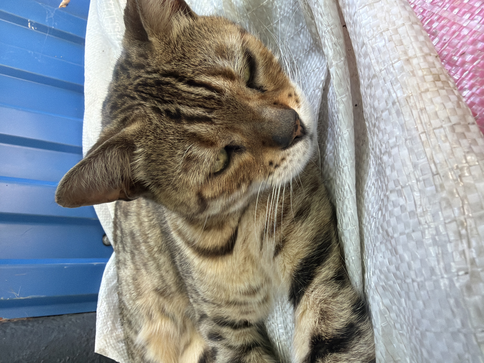 A tabby cat with green eyes is lying on a white, woven surface. The cat is facing to the right, with its head lowered and eyes partially closed. Its fur is a mix of brown and black stripes. In the background, a blue corrugated metal surface is visible. The scene appears to be outdoors, possibly in a city setting, but no specific location in Orenburg, Russia can be determined from the image alone.