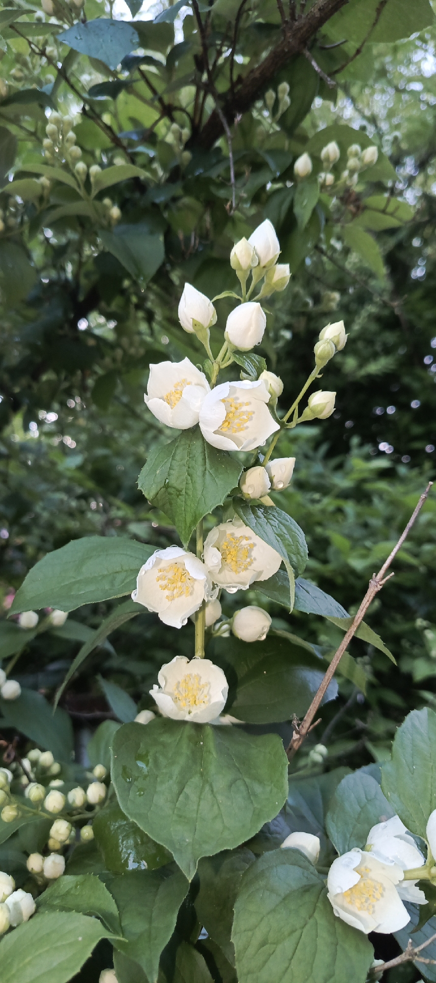 A cluster of white jasmine flowers with yellow stamens is shown in close-up against a blurred background of green foliage. Some of the flowers are open, while others are still in bud. Water droplets are visible on the petals and leaves, suggesting recent rain. The scene appears to be outdoors, possibly in a garden or park, in the city of Merchalovo, Russia. There are no people or animals visible in the image. The overall impression is one of natural beauty and freshness.