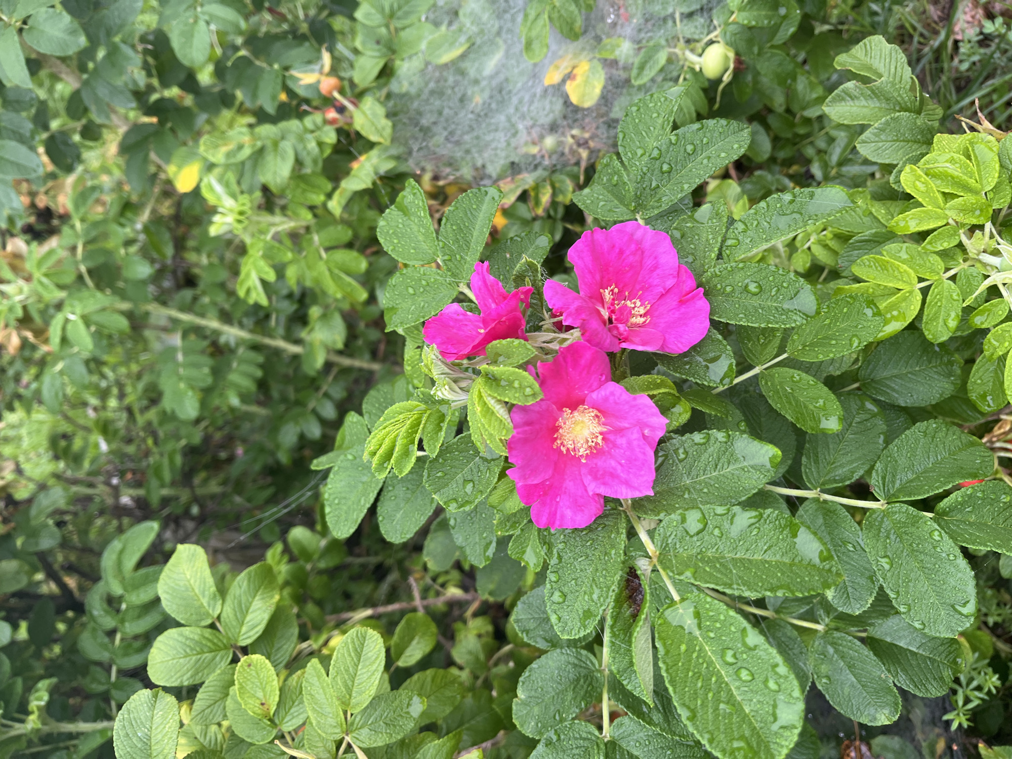 A close-up, eye-level shot captures a cluster of vibrant pink wild roses, likely Rosa rugosa, in full bloom. The flowers are adorned with numerous water droplets, suggesting a recent rainfall. The surrounding foliage consists of lush, green, compound leaves, also glistening with moisture. A delicate spiderweb, faintly visible and dusted with water, stretches across the upper right portion of the frame, connecting to the leaves and branches. In the background, a dense thicket of green leaves and stems creates a natural, wild setting. A few small, unripe rose hips, still green, are visible amongst the leaves. The image appears to be taken outdoors, possibly in a garden or natural landscape within the city of Blagoveshchensk, Russia, given the species of rose commonly found in the region. There are no people or animals present in the scene.