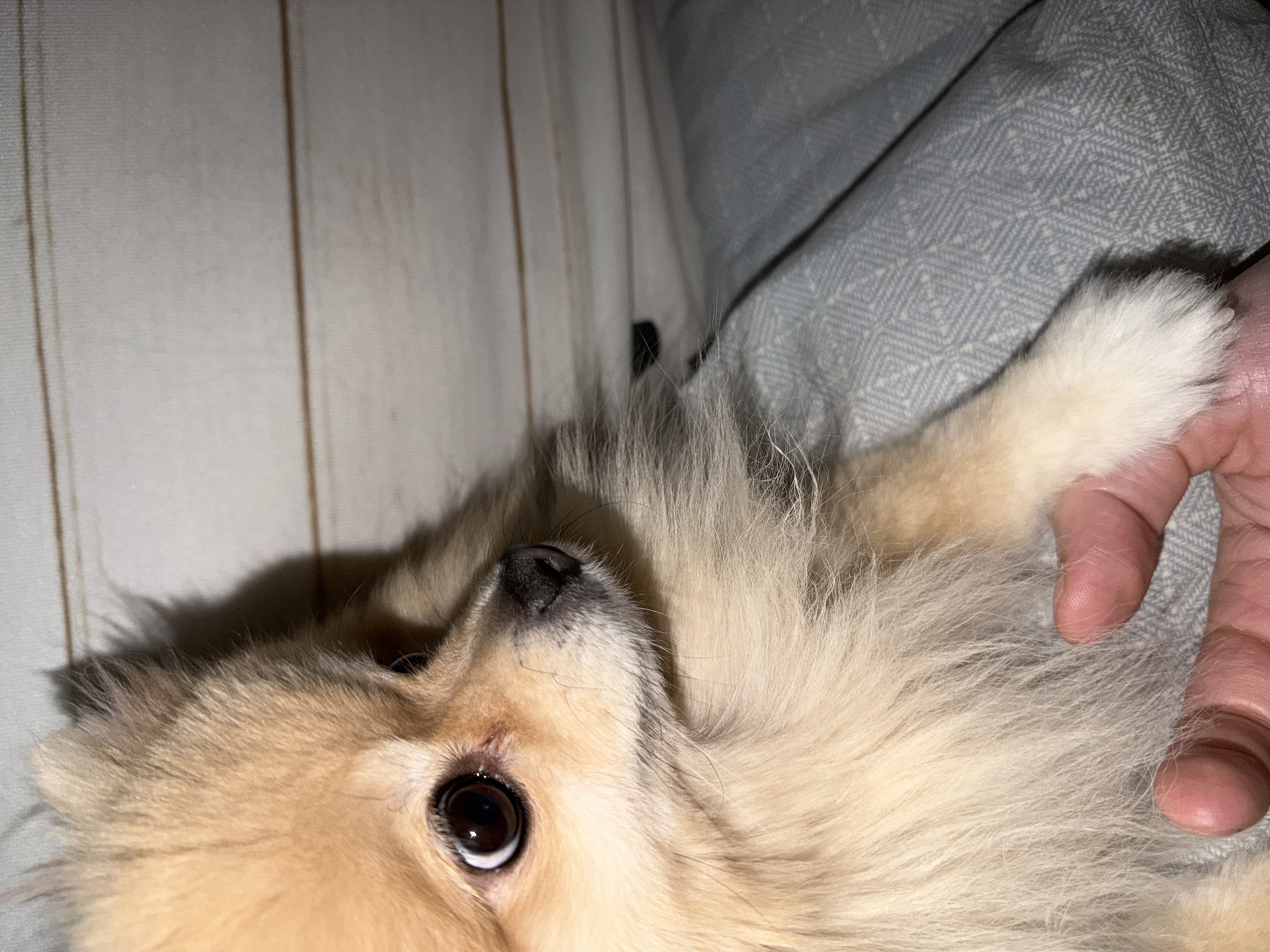 The image shows a close-up of a Pomeranian dog's face and paw. The dog has light brown fur and dark eyes. A person's hand is gently holding the dog's paw. The background appears to be a light-colored wall with horizontal wooden planks. There is a patterned blue textile in the foreground, likely a blanket or sofa. The lighting suggests an indoor setting, possibly a home. No specific location in Tbilisi, Georgia can be determined from the image.