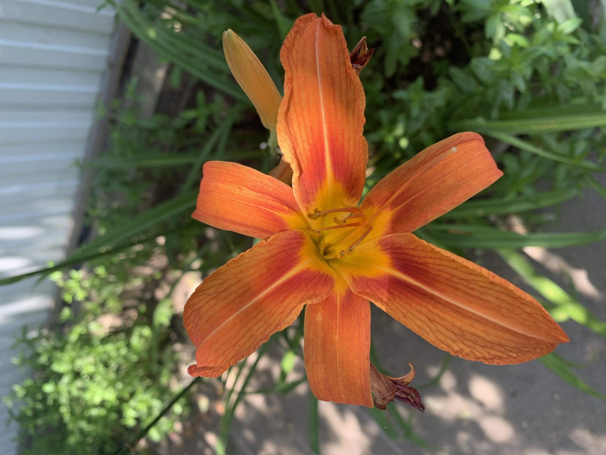 A close-up, overhead shot captures a vibrant orange daylily in full bloom. The flower's petals, tinged with red at their bases and a sunny yellow at the center, are gracefully curved and textured with fine lines. Surrounding the lily, lush green foliage and blades of grass create a soft, natural backdrop. A hint of a white, corrugated fence is visible in the upper background, suggesting an outdoor setting. The lighting suggests it is daytime, with sunlight casting gentle shadows on the ground beneath the flower.