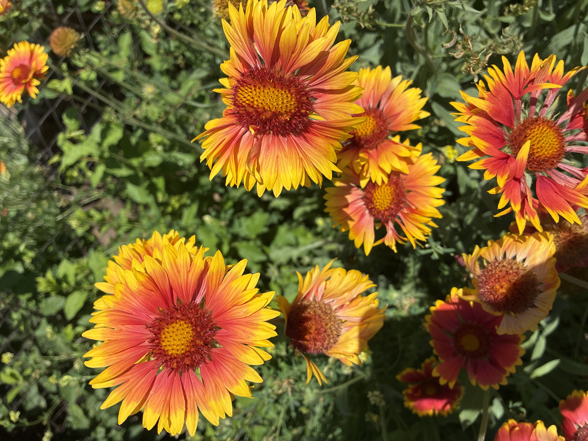 The image displays a cluster of Gaillardia flowers, commonly known as Blanket flowers, in bloom. The flowers exhibit a vibrant gradient of colors, transitioning from deep red at the center to orange and then yellow at the petal tips. Several blooms are visible, with varying degrees of openness, some fully unfurled and others in various stages of wilting or closing. The flowers are set against a backdrop of lush green foliage and a blurred fence structure, suggesting an outdoor garden setting. The lighting indicates it is daytime, with sunlight illuminating the flowers. The image does not contain any people or animals. There is no information or visual evidence to suggest the location is within the city of Totskoye, Russia.