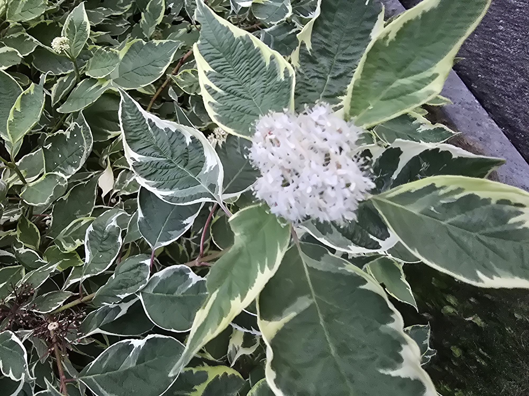 The image shows a close-up view of a variegated shrub with dark green leaves edged in white and yellow. A cluster of small white flowers is visible in the center-right of the frame. The background is filled with more of the same foliage, suggesting it is a garden plant. The scene appears to be outdoors, possibly in a residential area, given the texture of what might be a paved walkway or patio in the lower right portion of the image. No people or specific landmarks are identifiable that would pinpoint a location within Sofiivska Borshchahivka, Ukraine, beyond the general context of a green urban or suburban environment.