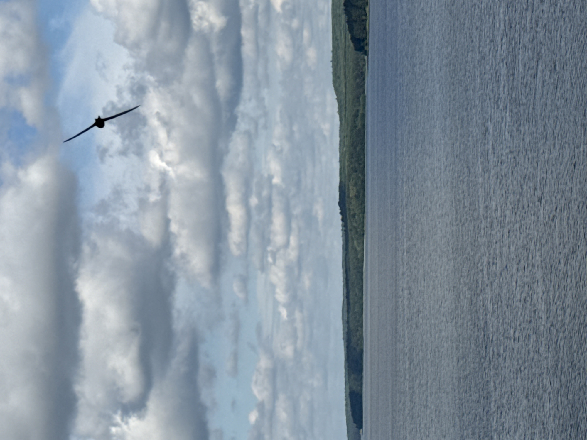 A bird in silhouette flies across a cloudy sky above a wide body of water. The water is calm with a slight ripple. In the distance, a treed shoreline creates a dark, horizontal line across the horizon. The scene is overcast with dramatic clouds overhead, and the overall atmosphere is subdued.