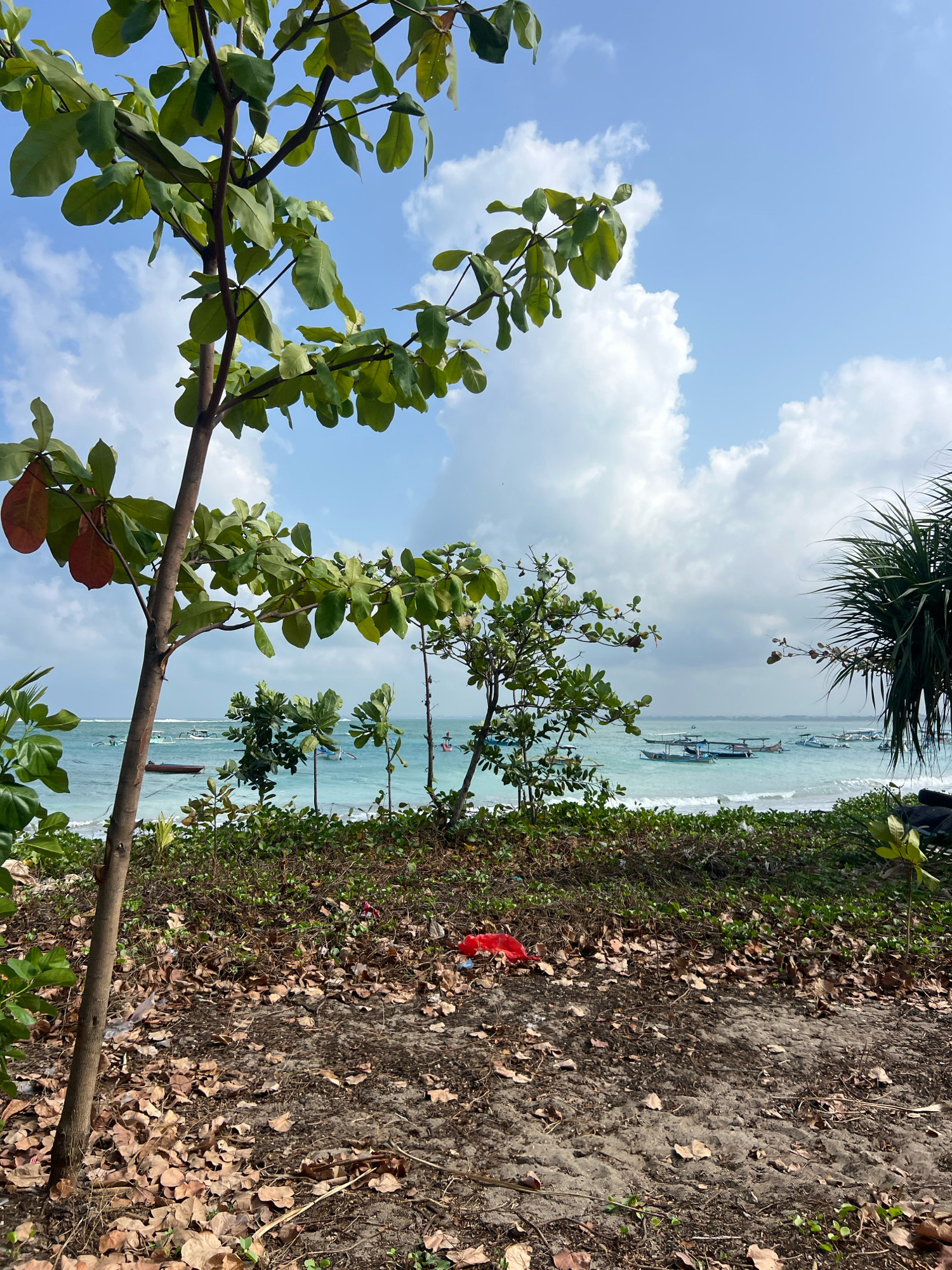 This image depicts a beach scene in Kuta, Indonesia. In the foreground, a tree with green and brown leaves stands on sandy ground covered with fallen brown leaves and some green foliage. To the right, the beach transitions to a grassy embankment with some scattered red plastic litter. Beyond the embankment, the turquoise ocean stretches to the horizon under a bright blue sky with scattered white clouds. Several traditional Balinese outrigger boats are anchored in the shallow water. The overall impression is a tropical beach setting with some elements of natural beauty and human activity.