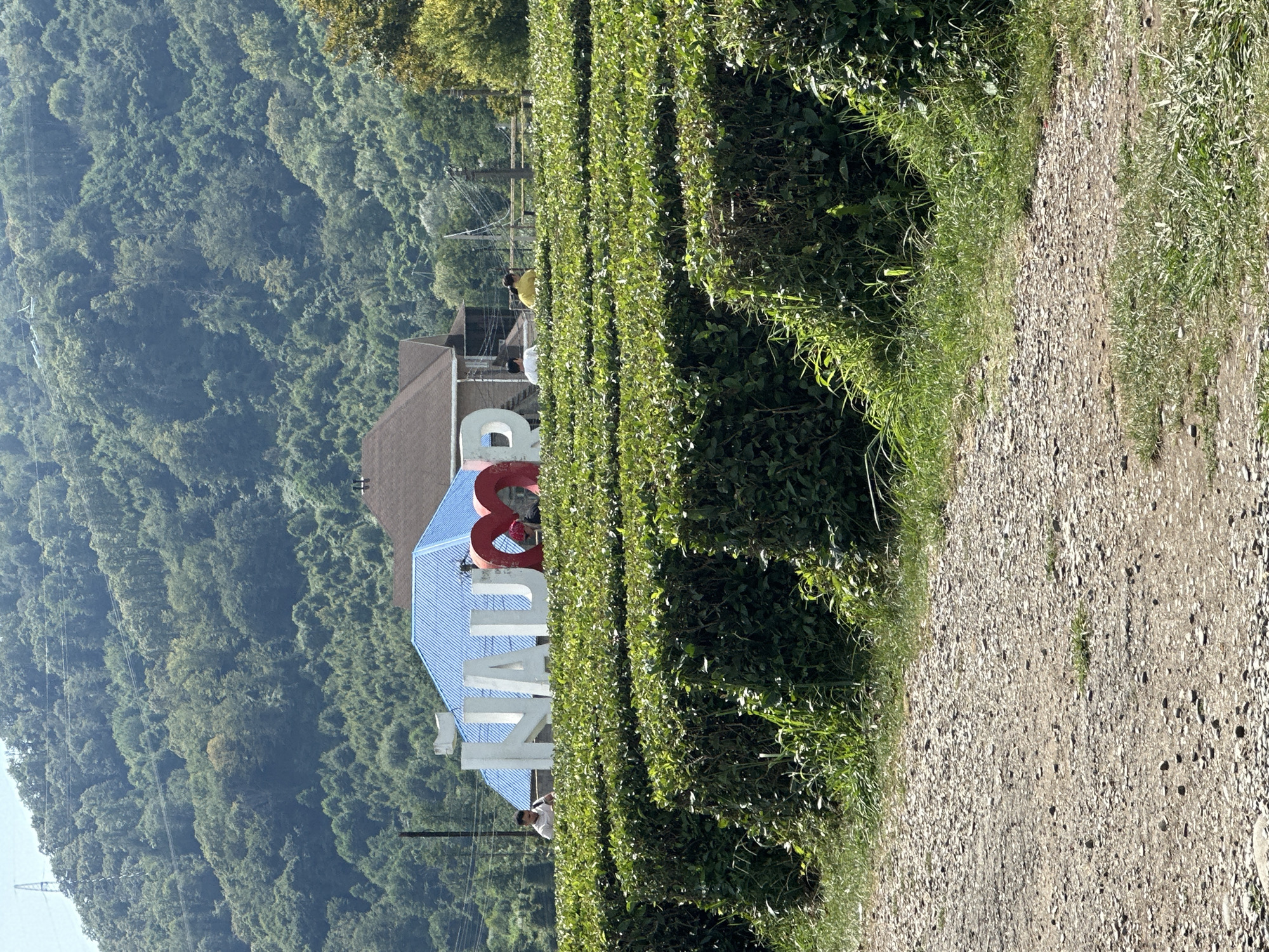 In Bolshoy Kichmai, Russia, a picturesque tea plantation is captured under a bright, sunny sky. In the foreground, a gravel path leads through neatly trimmed rows of lush green tea bushes, their dense foliage creating a textured landscape. To the left, taller grasses and wild plants grow, adding a touch of untamed beauty to the scene.
Dominating the mid-ground are large, white three-dimensional letters spelling out "NAU". The letter "M" is notably absent, replaced by a large, red heart-shaped structure. Behind the prominent lettering, a building with a distinctive blue, ribbed roof stands out against the backdrop of a densely forested mountain. Two people are visible near the building; one, a man in a white shirt, stands behind the "U" of "NAU", and another person, wearing a yellow shirt, is further to the right, standing near the red heart. The mountain in the background is covered in a thick canopy of trees, with power lines and a lattice tower visible on its slopes, indicating the presence of infrastructure within this natural setting.