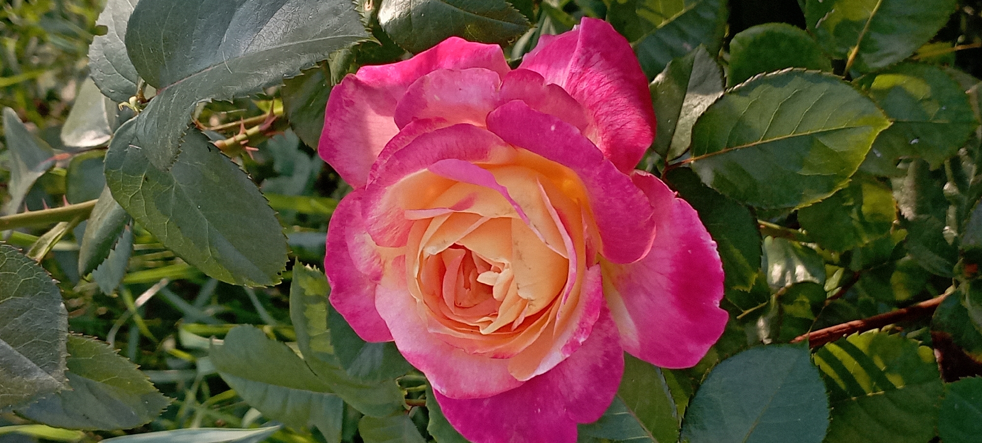 A close-up, vertically oriented shot features a bi-colored rose bloom with petals transitioning from deep pink at the edges to a creamy yellow at the center. The rose is surrounded by dark green foliage, some leaves exhibiting serrated edges and visible veins. A thorny stem is partially visible behind the bloom. The background is a blur of green grass and foliage, illuminated by natural light that casts subtle shadows and highlights on the rose and leaves. The image was taken outdoors, likely in a garden or park setting within Radisne, Ukraine.