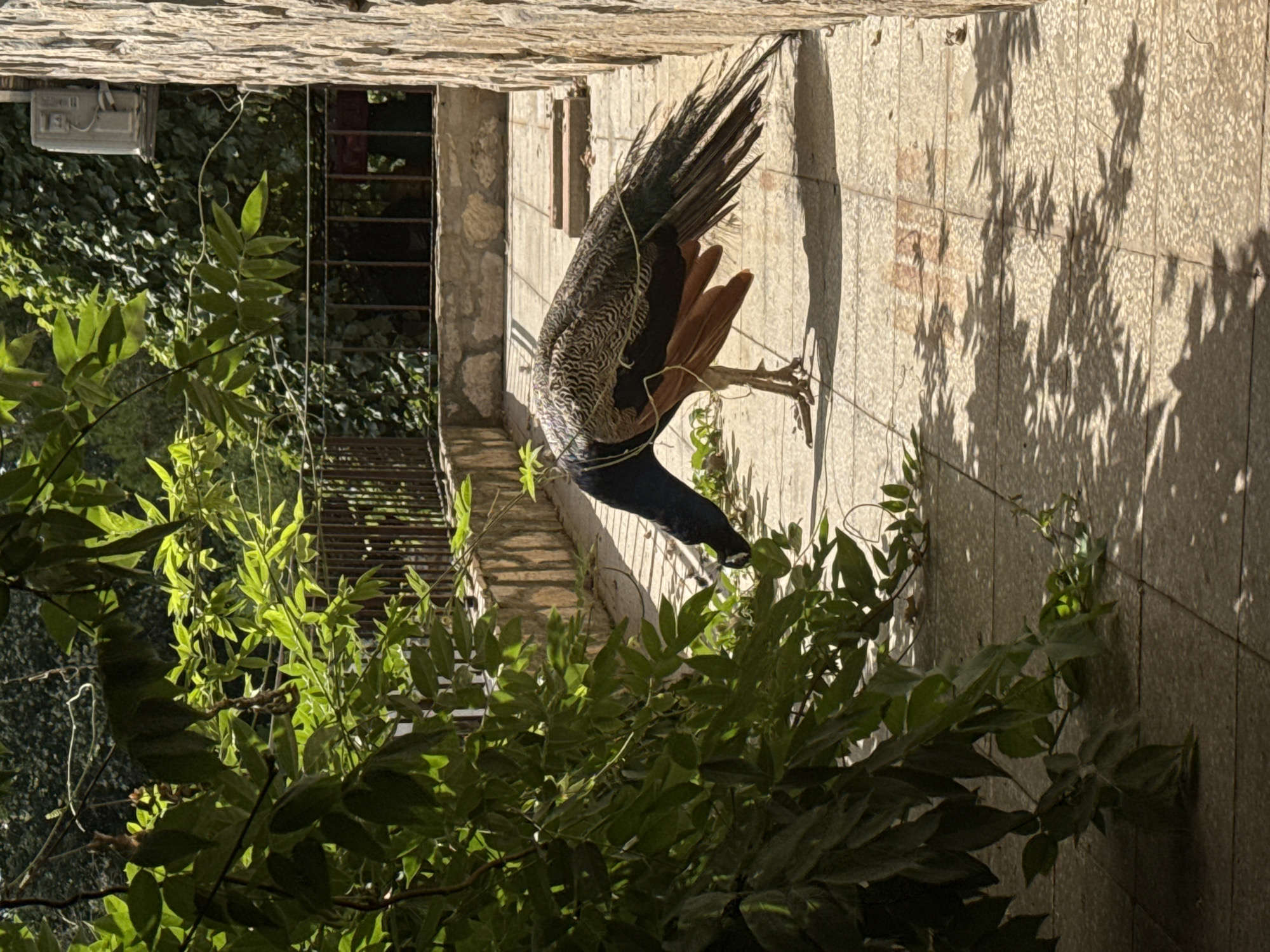 A peacock is standing on a tiled patio next to a stone wall in Sredets, Bulgaria. The peacock is bending its neck to reach down towards some green leaves. Lush green foliage hangs down from above and also grows along the base of the wall. A metal railing is visible in the background. Sunlight casts dappled shadows across the patio. An outdoor air conditioning unit is mounted on the wall above the railing.