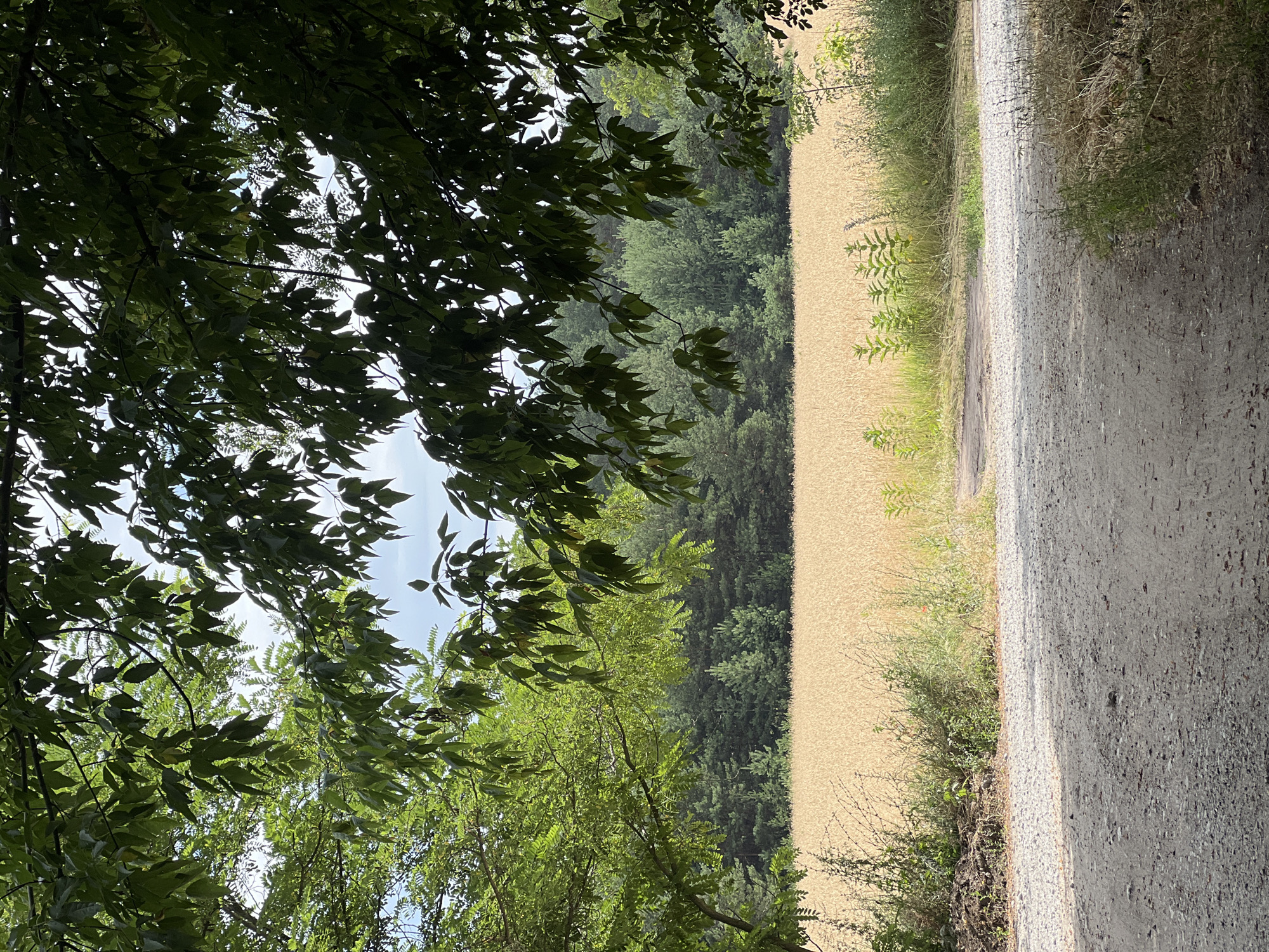 The image depicts a rural landscape viewed from a dirt road. In the foreground, the road is made of gravel and dirt, with some sparse vegetation along its edges. Overhanging tree branches with green leaves frame the scene from the top, casting shadows on the road. Beyond the road, a wide field of golden wheat or barley stretches horizontally across the midground, appearing ripe and ready for harvest. Behind the field, a dense forest of green trees forms a dark backdrop. The sky is visible through the leaves, appearing partly cloudy. The overall impression is one of a serene and natural setting, likely in a countryside area.