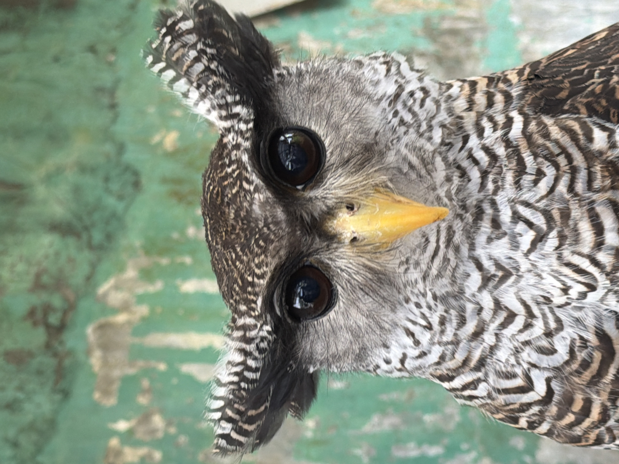 This is a close-up, eye-level, head-on shot of a barred eagle-owl. The owl is facing directly into the camera, its large, dark eyes prominent. Its ear tufts are erect, giving it a startled or alert appearance. The owl's beak is bright yellow and pointed. The bird's plumage is intricately patterned with shades of brown, grey, and white, creating a barred effect on its chest and wings. The background is a blurred green wall with some lighter, irregular patches, suggesting an outdoor or enclosure setting. The image does not provide any specific details about a location in Baturiti, Indonesia, or any people or actions.