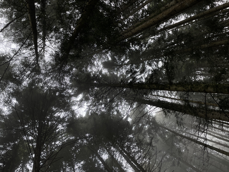 The image depicts a dense coniferous forest in Sallanches, France, viewed from directly below, looking upwards towards the canopy. Numerous tall evergreen trees, characterized by dark, straight trunks and dense, dark branches, extend vertically into an overcast, misty sky. The sky appears light grey to white, with diffused light filtering through the thick fog or low-hanging clouds that partially obscure the upper portions of the trees and their needles. Tree branches are silhouetted against the lighter sky, some showing sparse dark green foliage, while others appear mostly bare. No individuals, animals, or man-made objects are visible within the frame. The scene is static, devoid of any discernible action or interaction, presenting a natural landscape under conditions of low visibility due to atmospheric moisture.