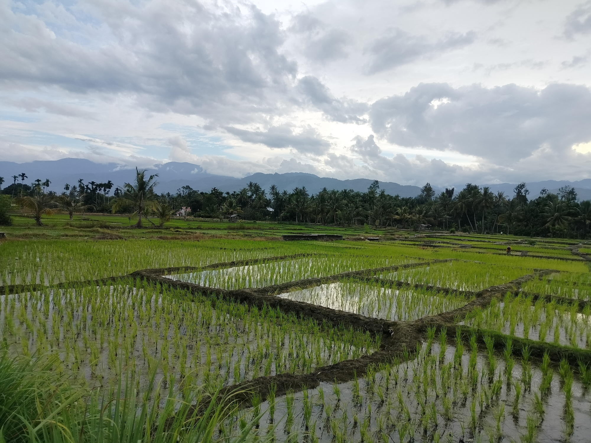 The image depicts a panoramic view of agricultural rice fields in Lembahalas, Indonesia. The fields are lush green, with young rice stalks emerging from flooded paddies. The water in the paddies reflects the overcast sky, which is filled with dramatic, heavy clouds. In the background, a dense line of tropical trees, including palm trees, forms a natural border, beyond which a range of mountains can be seen. The landscape suggests a rural setting, likely in a region with a warm, humid climate suitable for rice cultivation. There are no visible people or specific actions, creating a serene and natural scene.