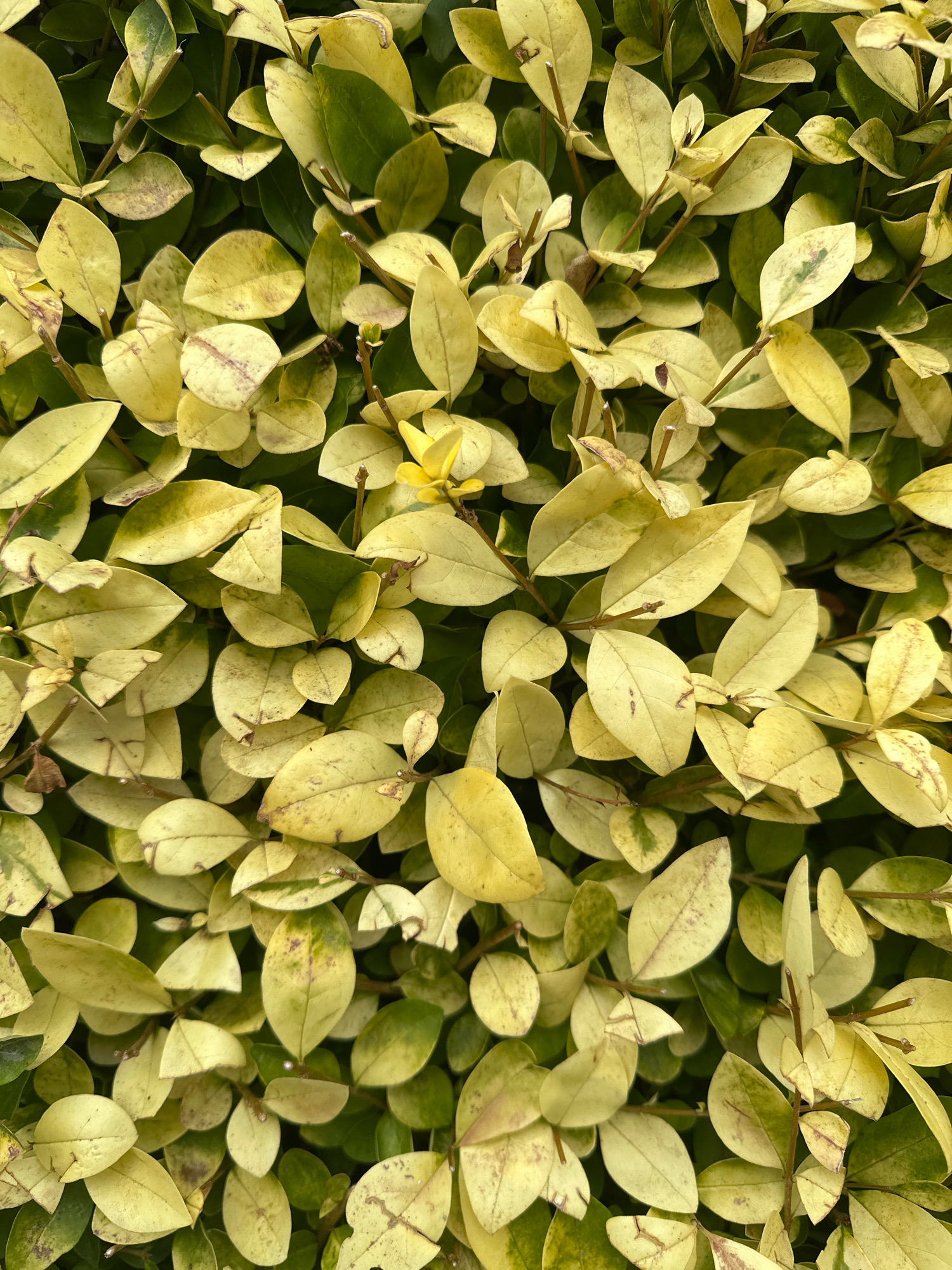 The image is a close-up, overhead view of a dense hedge composed of numerous oval-shaped leaves. The leaves exhibit a variegated coloration, primarily a pale yellow with patches and veins of green, and some with subtle brown spotting. The stems are thin and brown, branching out to support the leaves. In one area, a single bright yellow flower is visible. The hedge appears healthy and well-maintained. There are no people or man-made objects depicted in the image. This scene is consistent with a garden hedge, potentially found in various urban green spaces such as a park or private garden. Without further information, it is impossible to determine a specific location within London, United Kingdom.