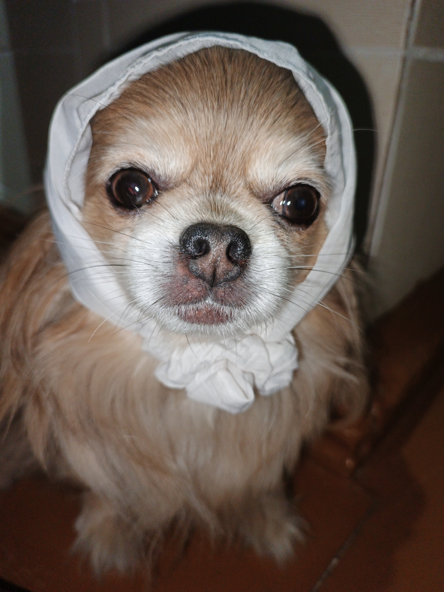 A close-up, slightly blurry photograph captures a small, long-haired dog facing the camera directly. The dog has light brown fur and large, dark eyes. A white fabric, resembling a headscarf or bonnet, is tied around its head, framing its face. The fabric is gathered and tied at the back of its head and has a ruffled appearance around its ears and forehead. The dog's nose is dark and wet, with visible whiskers. The background is indistinct, with areas of shadow and light, suggesting an indoor environment. The floor appears to be made of dark wood. There is no discernible information about the specific location within Medvedyovka, Russia, or any actions beyond the dog posing for the photo.