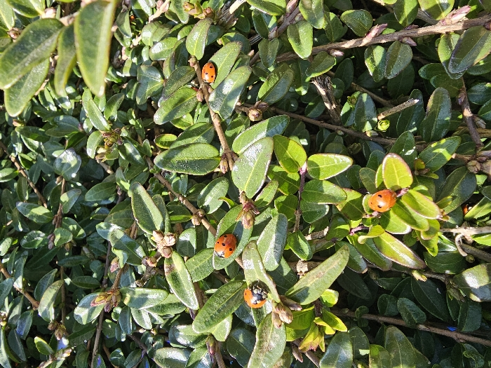 The image displays a detailed close-up of green foliage from a shrub or bush, located in Donchevo, Bulgaria. At least five ladybugs (Coccinellidae) are observed resting on the leaves and stems. Each ladybug presents a vibrant orange-red dorsal surface with characteristic black spots. One ladybug is positioned on a leaf in the upper right quadrant. Another is visible on a leaf in the mid-left section. A third rests on a leaf towards the lower center-right. A fourth is located on a leaf in the lower left. A fifth ladybug is partially obscured by foliage near the bottom center. The plant features numerous small, ovate, glossy green leaves and slender brown stems with nascent buds. The scene is illuminated by natural light, casting subtle shadows and highlighting the leaf surfaces. No human figures, artificial structures, or overt interactions between the ladybugs are present.