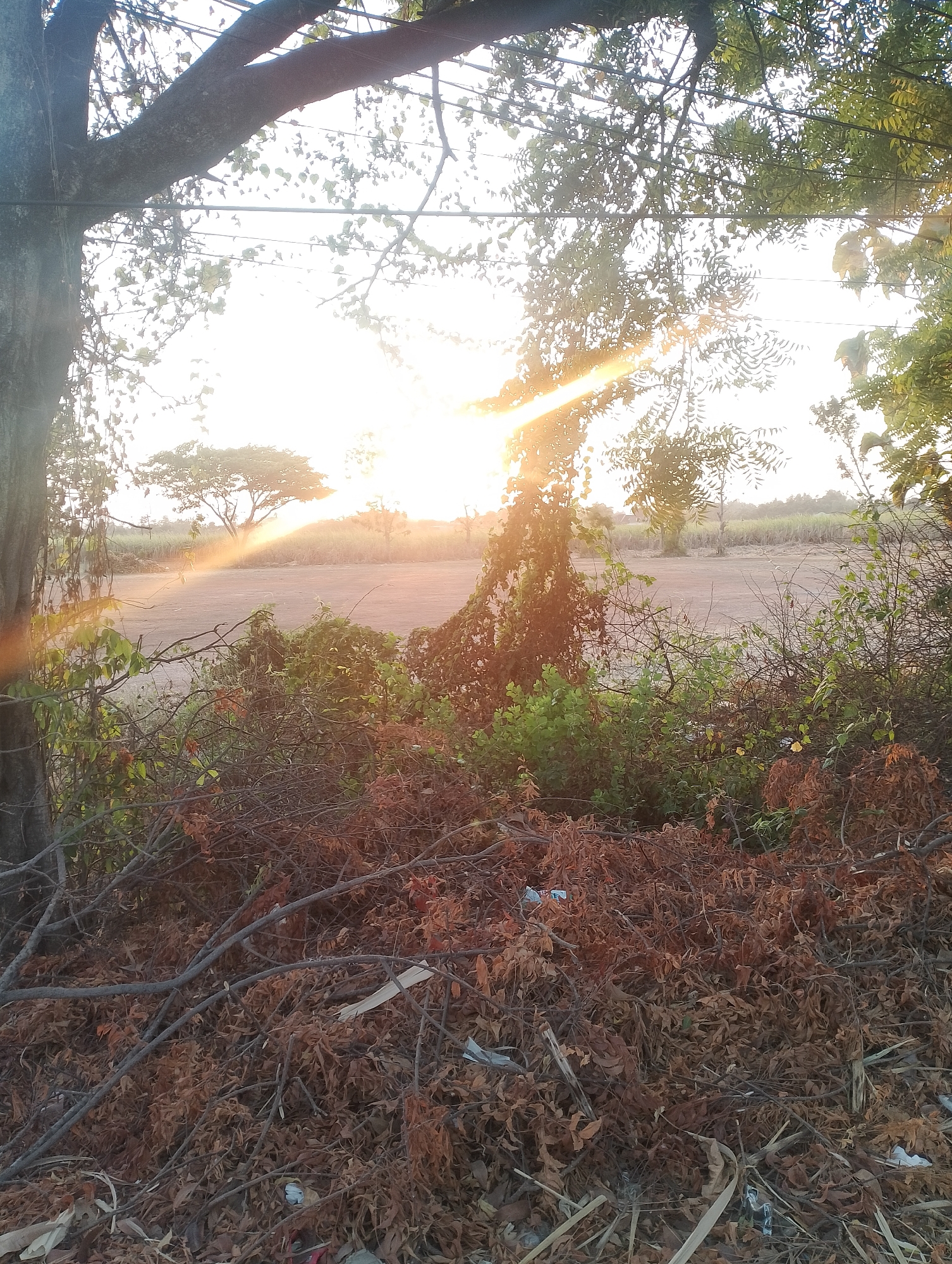 This is a vertical, eye-level, medium shot of a natural scene at sunset in Tarokan, Indonesia. The foreground is dominated by a pile of dry, brown leaves and branches, with some green foliage interspersed. A large tree trunk is visible on the left, and the branches of trees with green leaves frame the top of the image. In the mid-ground, there is a dirt road or clearing. In the background, there is a large, umbrella-shaped tree with its branches reaching towards the setting sun. The sun's rays are visible, casting a warm glow and lens flare across the scene. The sky is bright and hazy, with a few power lines strung between the trees. The overall impression is one of a rural or semi-rural environment during a sunset.