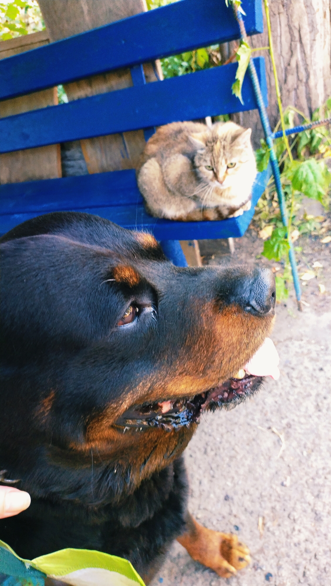 A Rottweiler is in the foreground, looking to the right with its tongue out. Behind it, a cat is curled up on a blue bench. The scene appears to be outdoors, possibly in a park or yard, with foliage and a tree visible in the background. The ground is made of concrete.
