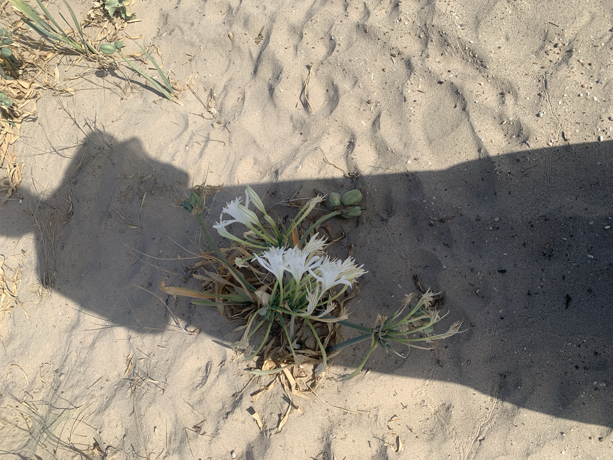 The image shows a patch of sandy ground, characteristic of a coastal environment. There is a plant with white flowers growing in the sand, appearing somewhat dried and withered. Several green seed pods are visible near the base of the plant. The ground is textured with small pebbles and debris. A large shadow of a person is cast across the sand, partially obscuring the plant and surrounding area. The lighting suggests it is daytime, with the sun casting a strong shadow. The location is identified as the city of Costa da Caparica, Portugal, which is known for its extensive sandy beaches. The scene depicts a natural outdoor environment.