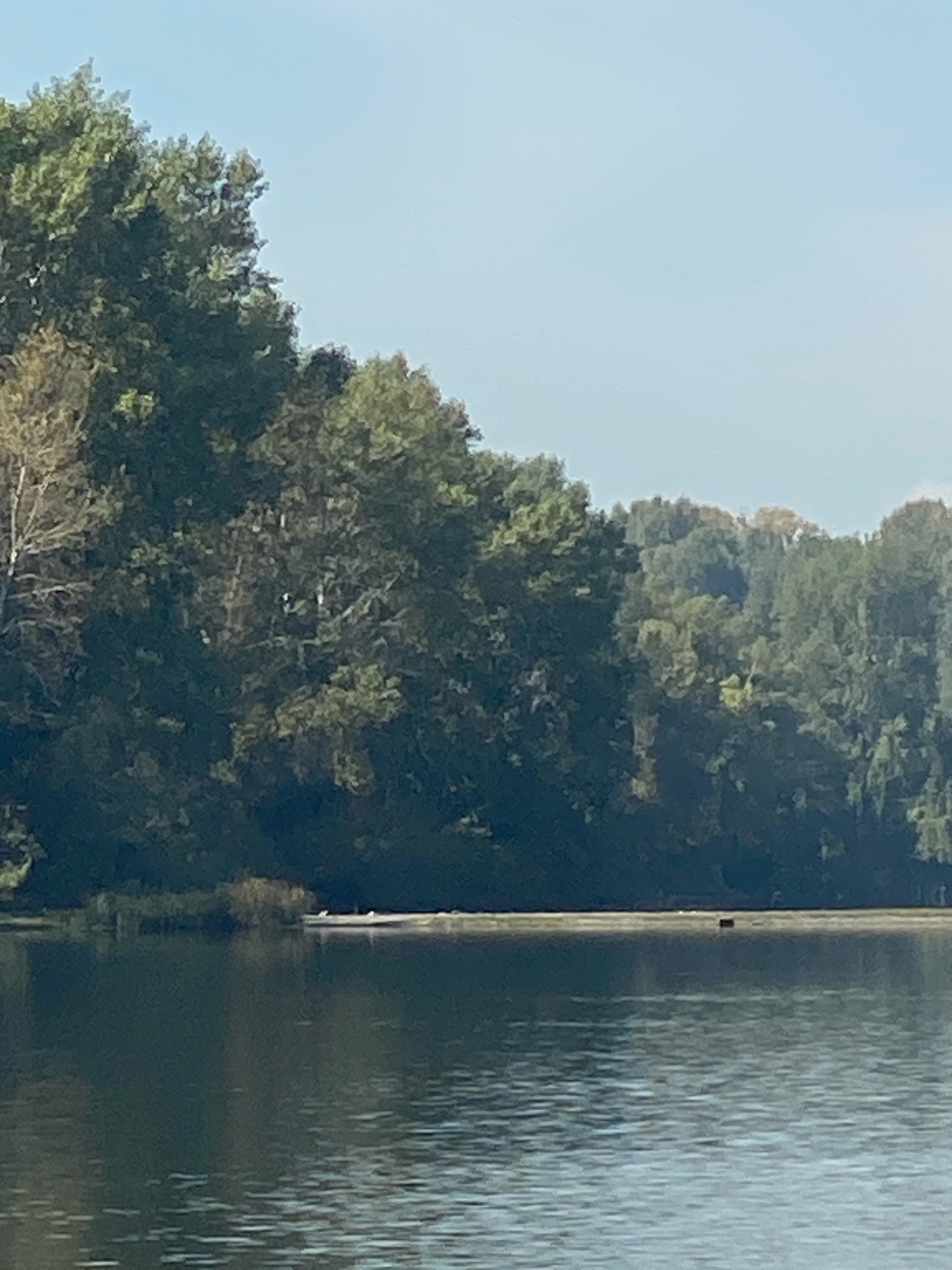 A body of water is in the foreground with a dense line of trees forming the background. The sky is clear and blue. The trees are lush and green, with some appearing to be deciduous and others evergreen. There is a small patch of land visible in the middle ground with some vegetation growing on it. A narrow boat is docked on the shore, and a dark rectangular object is also present on the land. The water is calm with gentle ripples. The scene appears to be a natural landscape, likely a park or a nature reserve.