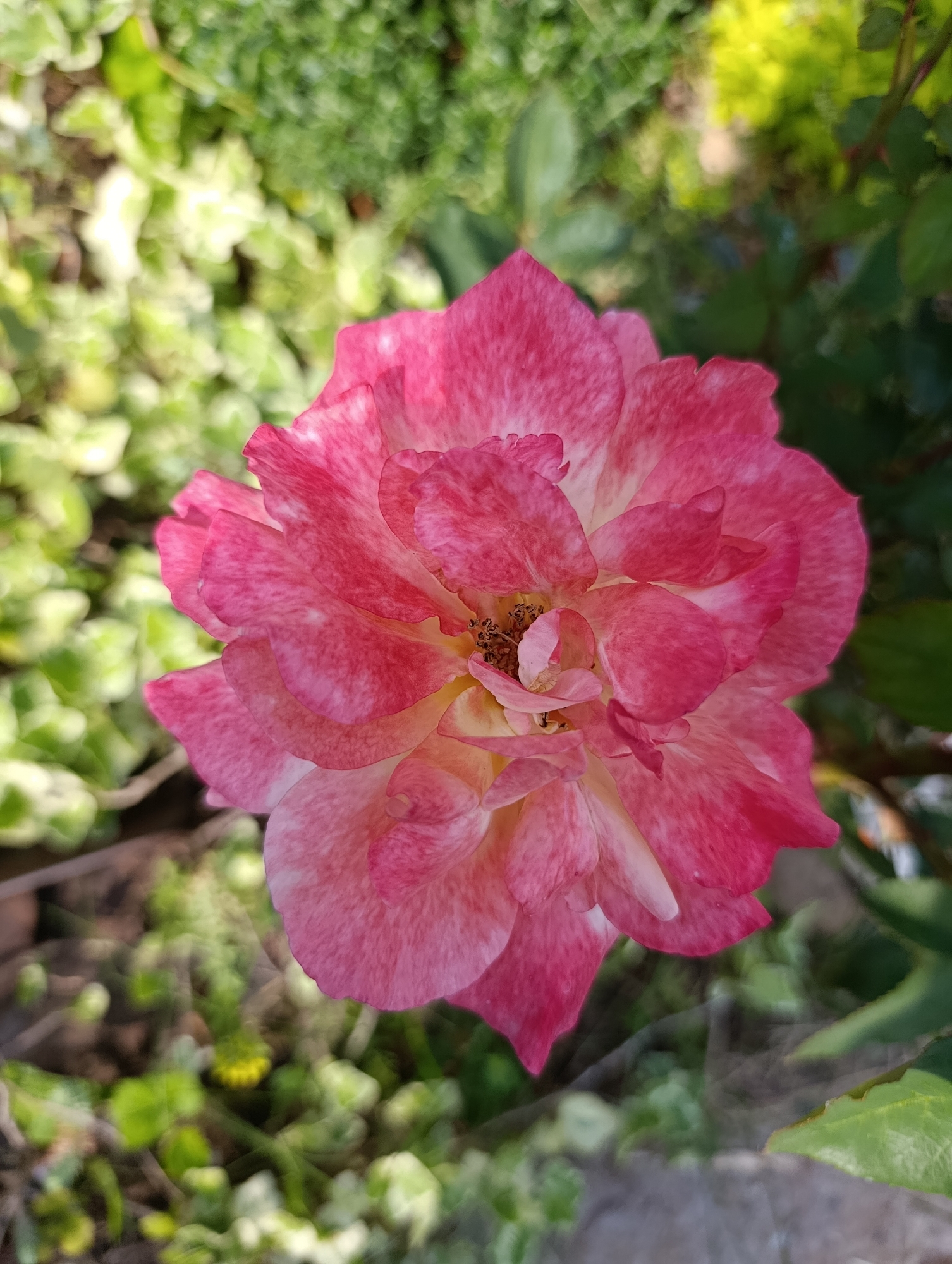 A close-up, overhead shot captures a pink and white rose in full bloom, its petals speckled with darker pink. The rose is centrally located against a blurred background of greenery, suggesting an outdoor setting, likely in a garden. The lighting indicates it is daytime. No people are present.