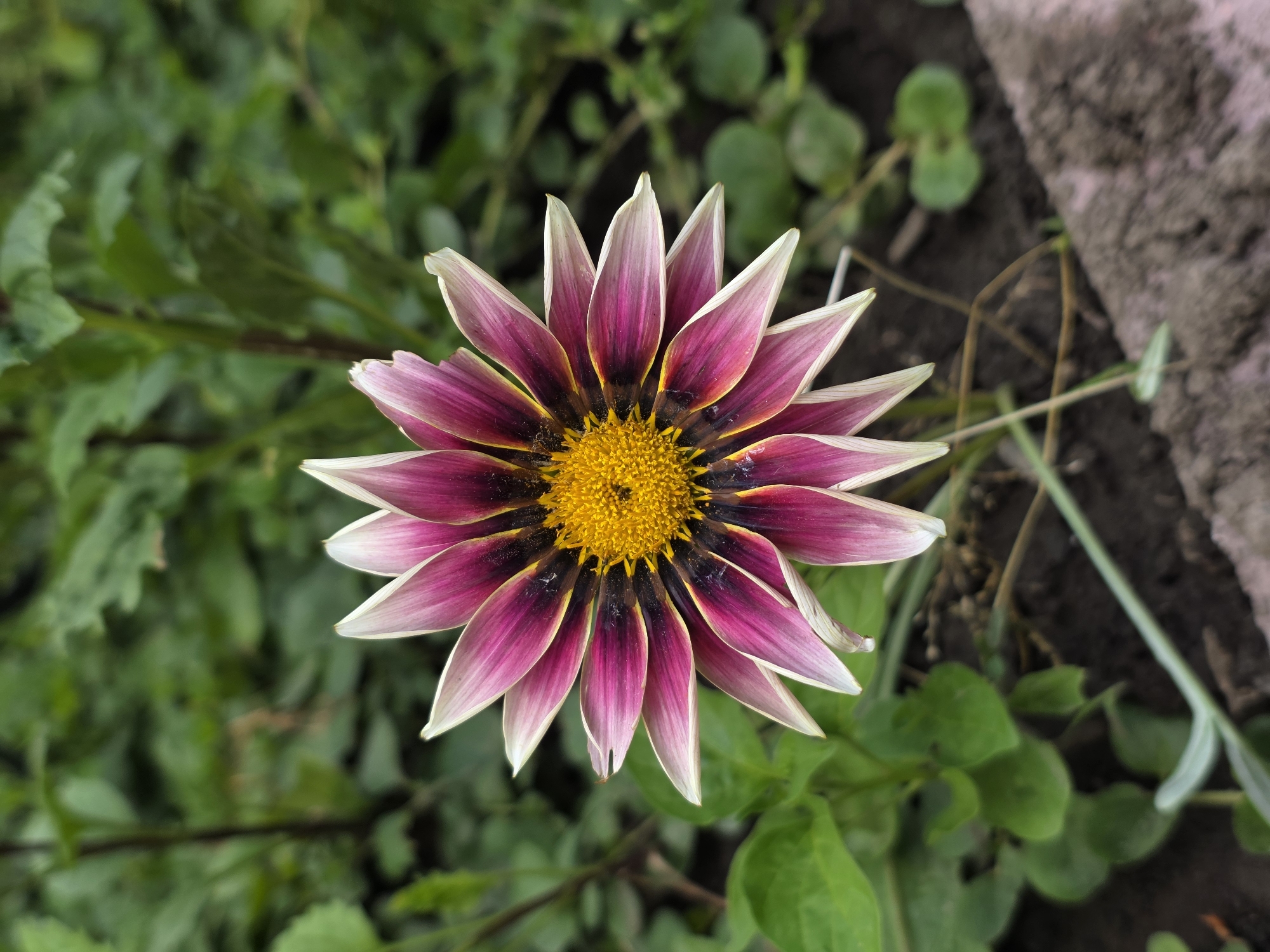 A close-up, eye-level shot captures a single Gazania flower in full bloom, its vibrant petals radiating outwards from a bright yellow, textured center. The petals display a striking gradient, transitioning from a deep fuchsia at the base to a soft pink, and then to a crisp white at the tips, with dark purple or black accents near the center. The flower is positioned slightly off-center to the left, drawing the viewer's eye. The background is a blur of lush green foliage, suggesting a garden or natural setting. The ground beneath the flower is visible, composed of dark soil with scattered dry grass and a rough, textured, pale pink surface on the lower right, possibly a decorative border or paving stone. The lighting appears natural, highlighting the intricate details and colors of the flower. The scene is devoid of any human presence or activity.