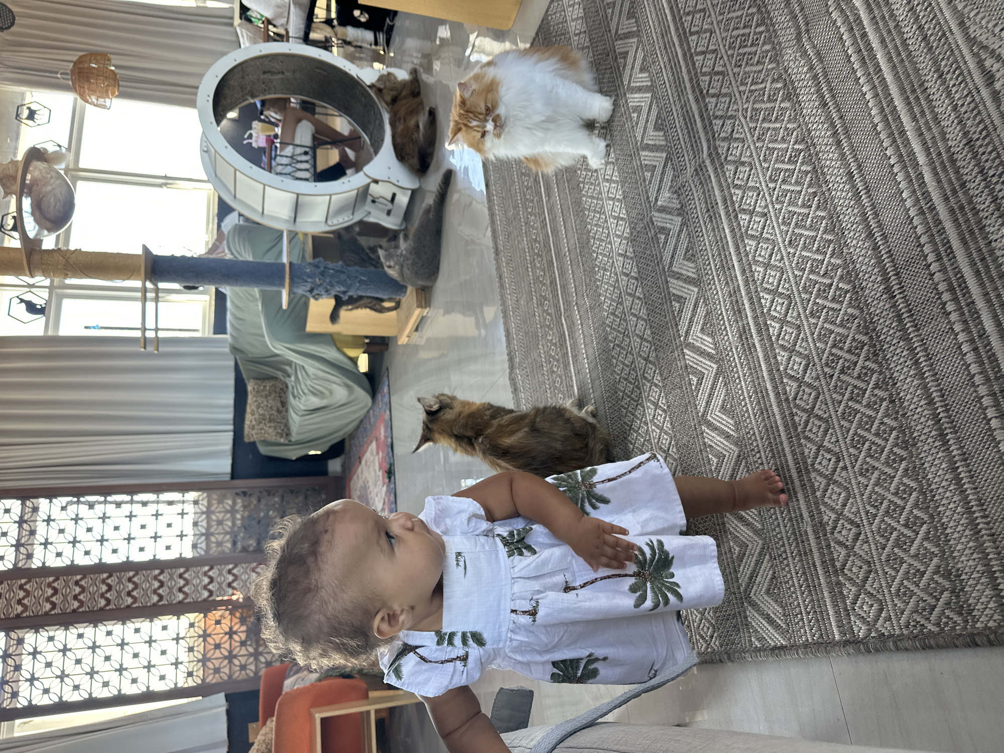 A baby in a white dress with a palm tree print is crawling on a patterned rug. The baby is looking to the left with a curious expression. Behind the baby, an orange and white cat is sitting on the rug. Further in the background, several other cats are visible, some on a multi-level cat tree and others on the floor. The room appears to be a living area with large windows that let in natural light, suggesting it is daytime. There are also decorative elements like a woven pendant light and a large circular structure that might be part of a piece of furniture or a cat tree. The overall impression is a cozy, pet-friendly home environment. The scene suggests a casual moment of a baby interacting with pets in a well-lit indoor space. There is no visible text in the image.