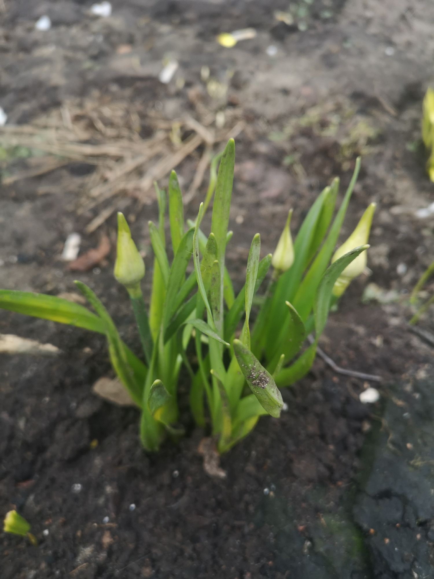 A close-up, medium shot depicts a cluster of green plants emerging from dark soil. The plants feature long, pointed leaves with a slight yellowish tint near their bases. Some of the leaves are tightly furled, forming buds. Small brown specks are visible on one of the leaves in the foreground. The soil appears damp and contains small white particles scattered across its surface. The background is blurred, showing more soil with sparse, indistinct debris. The location appears to be in a garden or cultivated area, possibly in Chaikovsky, Russia. There are no people or interactions visible in the frame.