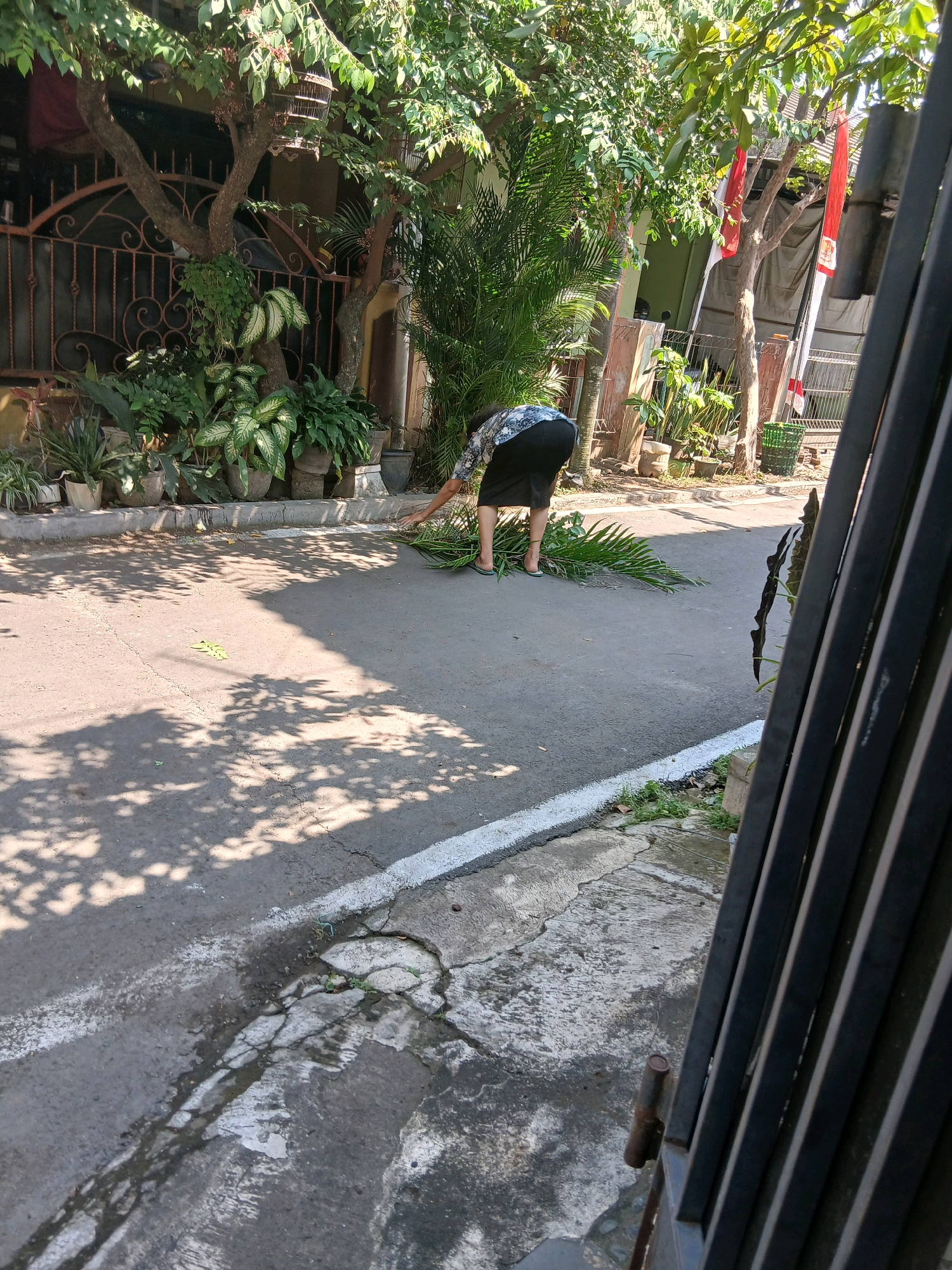 A person wearing a dark skirt and a patterned shirt is bent over, raking or gathering large palm leaves from a paved road in front of a residential property. The area appears to be a street with a white line marking the edge of the road. Various potted plants and trees are visible in the background, along with a decorative metal fence. Sunlight casts dappled shadows on the road. The scene is located in Jepangpakis, Indonesia.