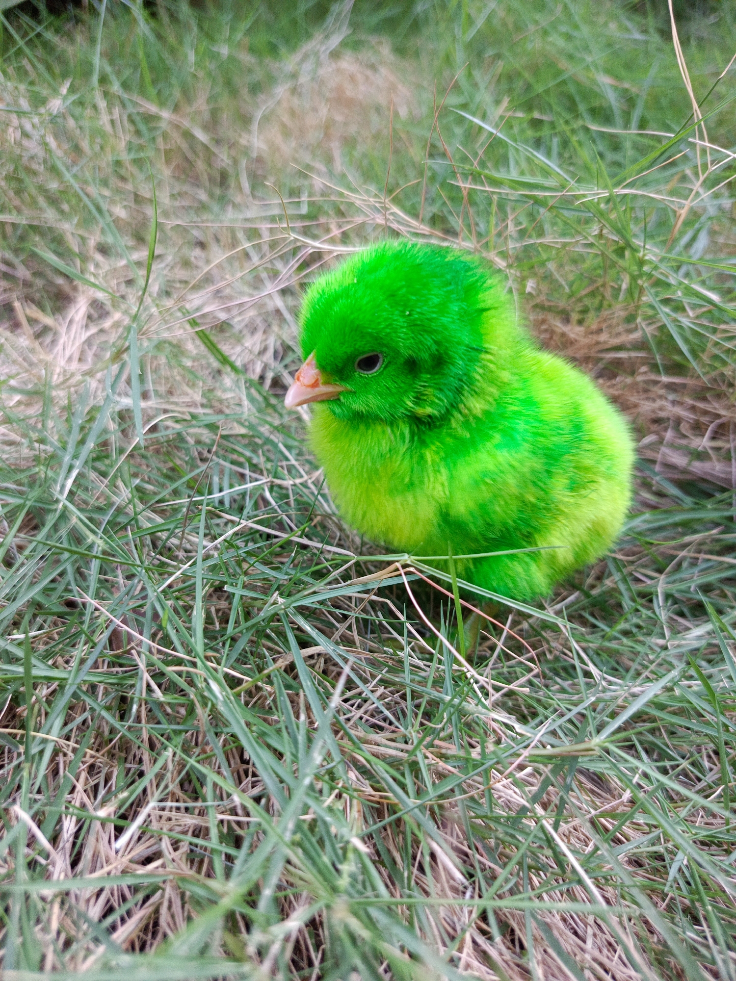 A close-up, high-angle shot shows a small, neon green chick in the grass. The chick is positioned to the right of the frame, facing left. Its eyes are dark and round, and its beak is a light orange-pink. The chick's fluffy feathers are a vibrant green, with some lighter yellow-green patches. It is surrounded by a dense layer of green and brown grass. The environment suggests an outdoor, natural setting, possibly a grassy area in a park or yard. There is no indication of a specific location within Segawe, Indonesia. The image focuses solely on the chick and its immediate surroundings.