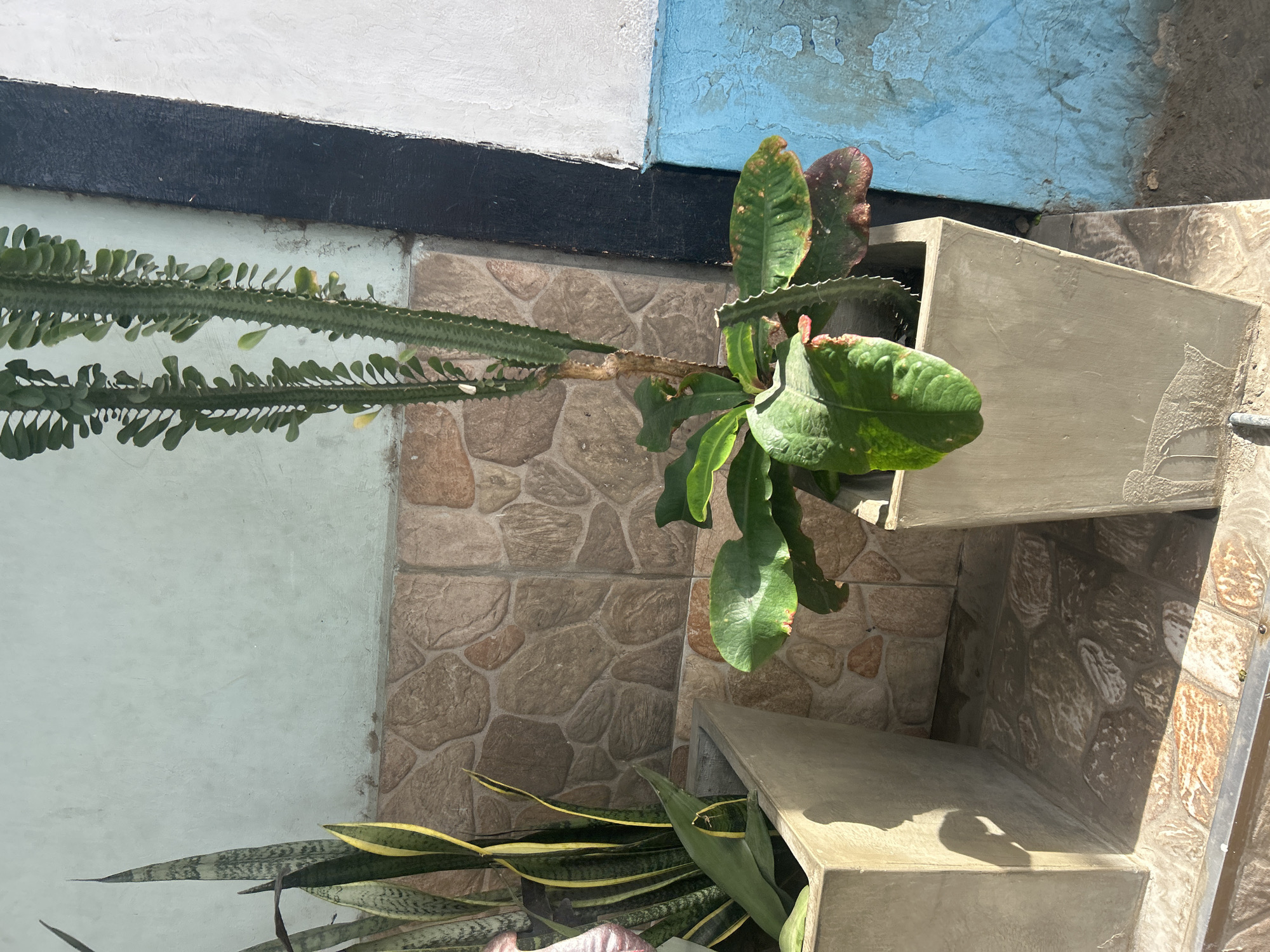 In a city located in Santa Ana, Venezuela, two potted plants are displayed outdoors. To the left, a Snake Plant with its characteristic variegated leaves stands in a square concrete planter. To the right, a tall, columnar cactus, possibly an African Milk Tree, grows in another square concrete planter. The cactus has multiple stems with small leaves and prominent ridges. Both plants are positioned against a textured wall adorned with stone-like tiles in various shades of brown. A portion of the wall to the right is painted in bright blue, with a dark vertical stripe separating it from a section of off-white paint. The ground beneath the planters is paved with similar stone-like tiles. Sunlight casts shadows, indicating an outdoor setting. No people are visible in the scene.