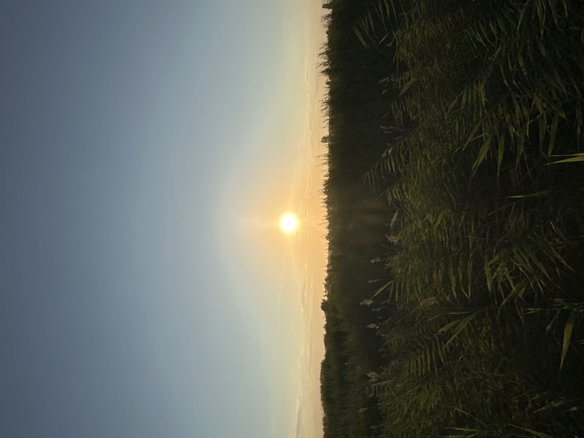 The image depicts a serene sunset over a field of tall grass, likely in or around Batash, Uzbekistan. The sun, a bright, glowing orb, is positioned in the upper center of the frame, casting a warm, golden light across the horizon. The sky transitions from a pale blue at the top to a soft yellow and orange hue near the sun, with a few wispy clouds scattered across it. In the foreground, dense, green reeds and tall grass sway gently, creating a natural, textured foreground. The overall scene is one of tranquility and natural beauty, characteristic of rural landscapes.