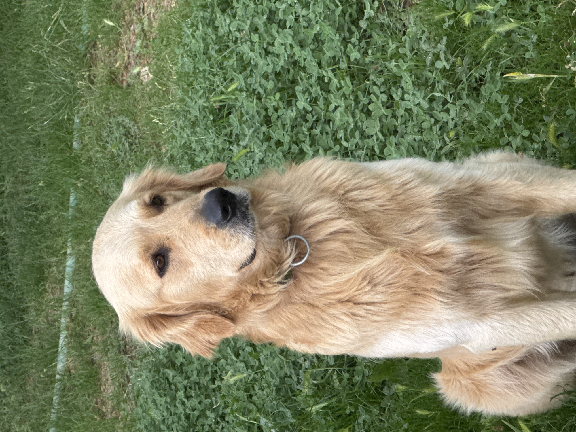 A golden retriever dog lies on a patch of green grass and clover. The dog wears a collar with a silver ring. The location appears to be outdoors, possibly a yard or park. The city and state are unknown.