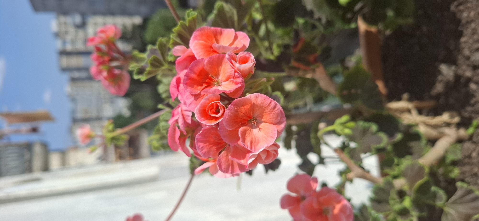 This image depicts a cluster of vibrant pink geranium flowers in full bloom. The flowers are the central subject, with their delicate petals and green foliage clearly visible. In the background, out of focus, are hints of an urban setting. The blurry shapes suggest buildings and a bright sky, implying an outdoor location during the day. The overall impression is one of natural beauty set against a city backdrop. There are no people visible in the image. The composition focuses on the flowers, suggesting a moment of appreciation for nature, possibly on a sunny day given the brightness of the scene. The image doesn't contain any visible text.