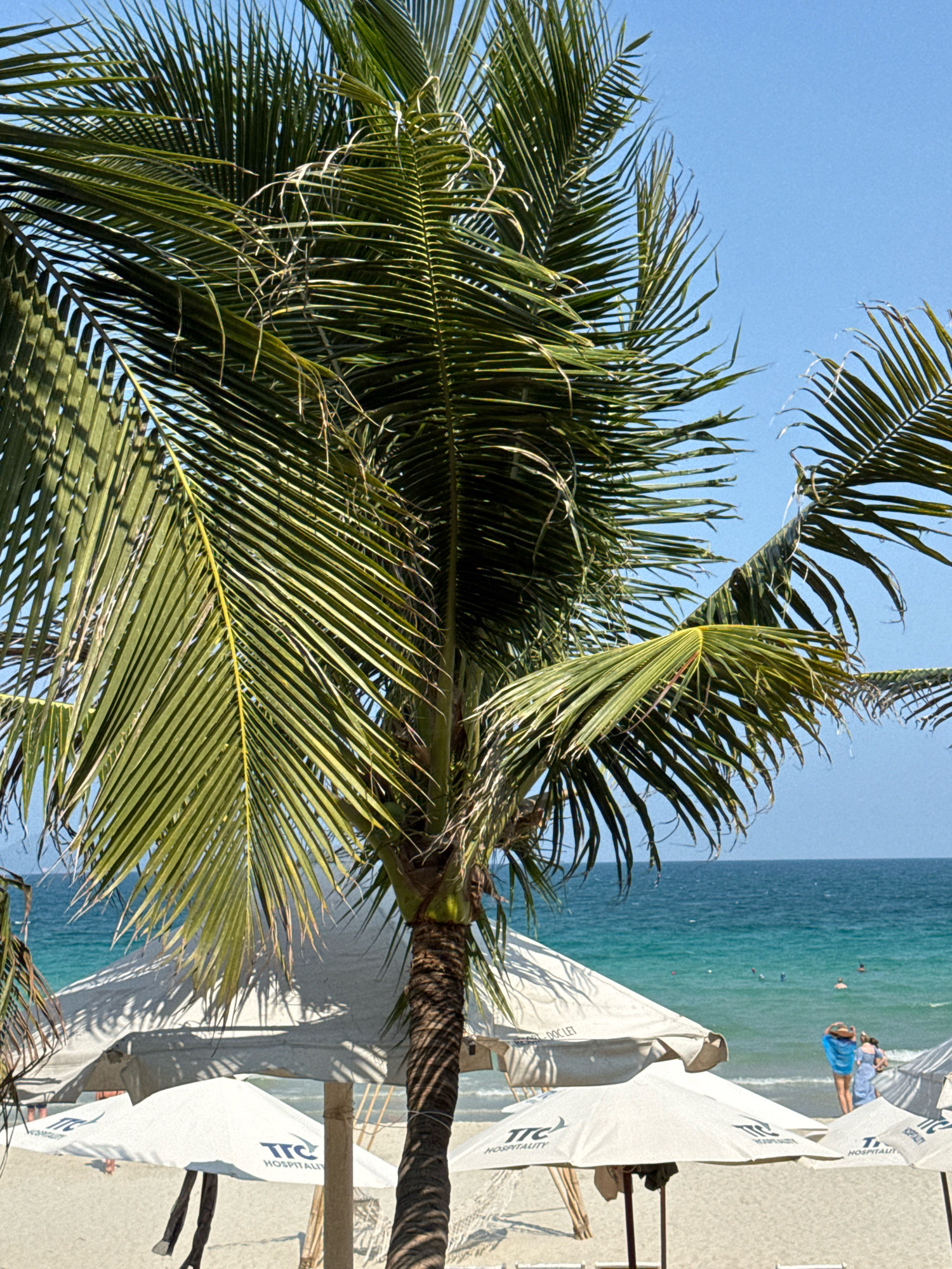 A close-up shot of a palm tree in the foreground dominates the scene. Its fronds, rendered in shades of green, cast dappled shadows on the white sand of a beach. Behind the tree, several white beach umbrellas are set up, their covers displaying the logo "TTC HOSPITALITY." Beyond the umbrellas, the turquoise ocean stretches to the horizon under a clear blue sky. A few distant figures can be seen wading in the shallow water. The image depicts a serene beach setting, likely in the coastal region of Dong Ninh Hoa, Vietnam, offering a glimpse of a tropical vacation spot.